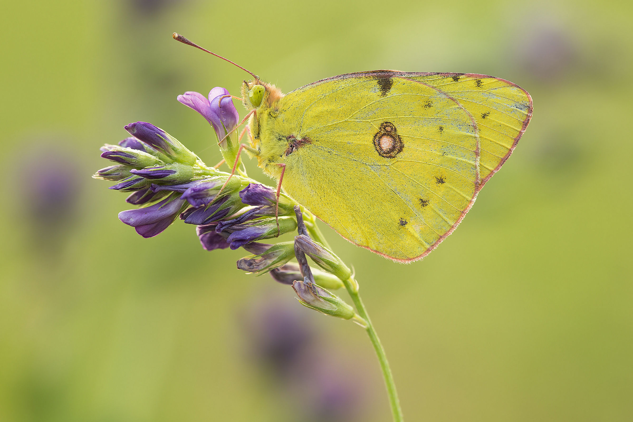 Colias in Viola!!