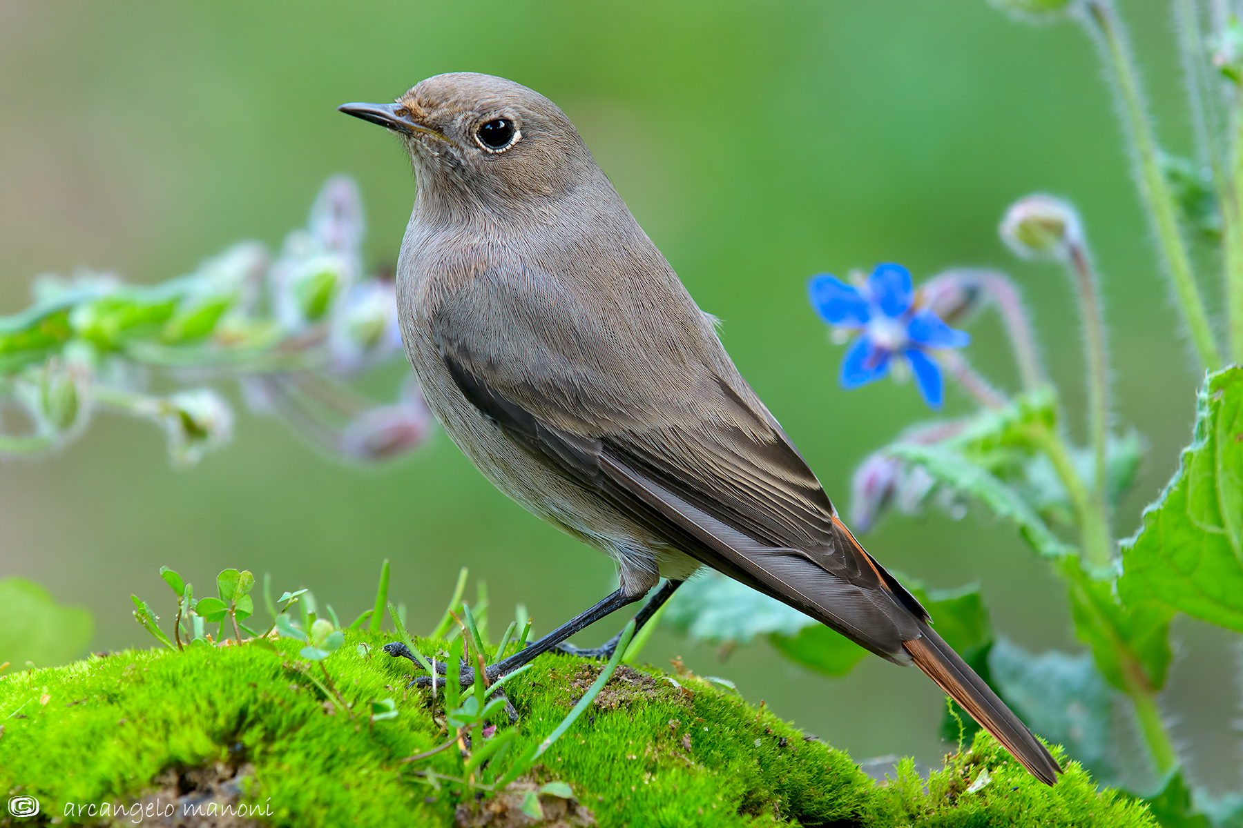 Codirosso e borragine fiorita in questo pazzo autunno