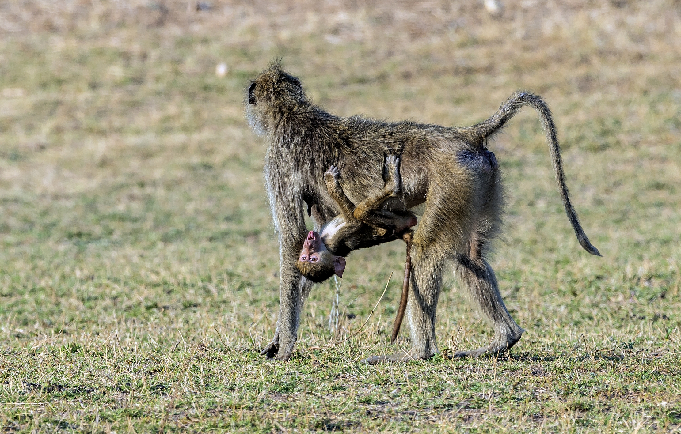 Zambia 2015- Baboons