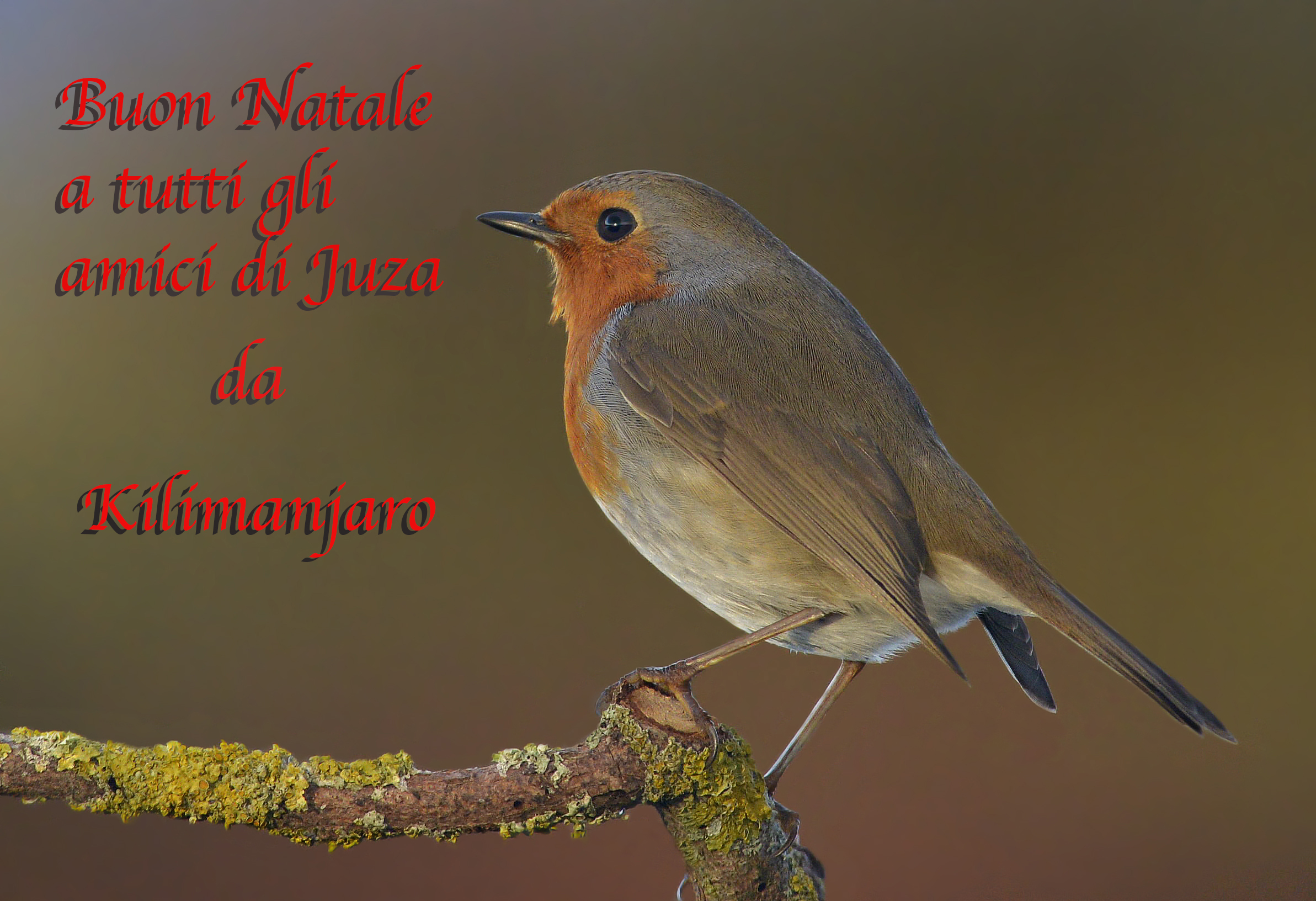 Buon natale a tutti gli amici di juza.