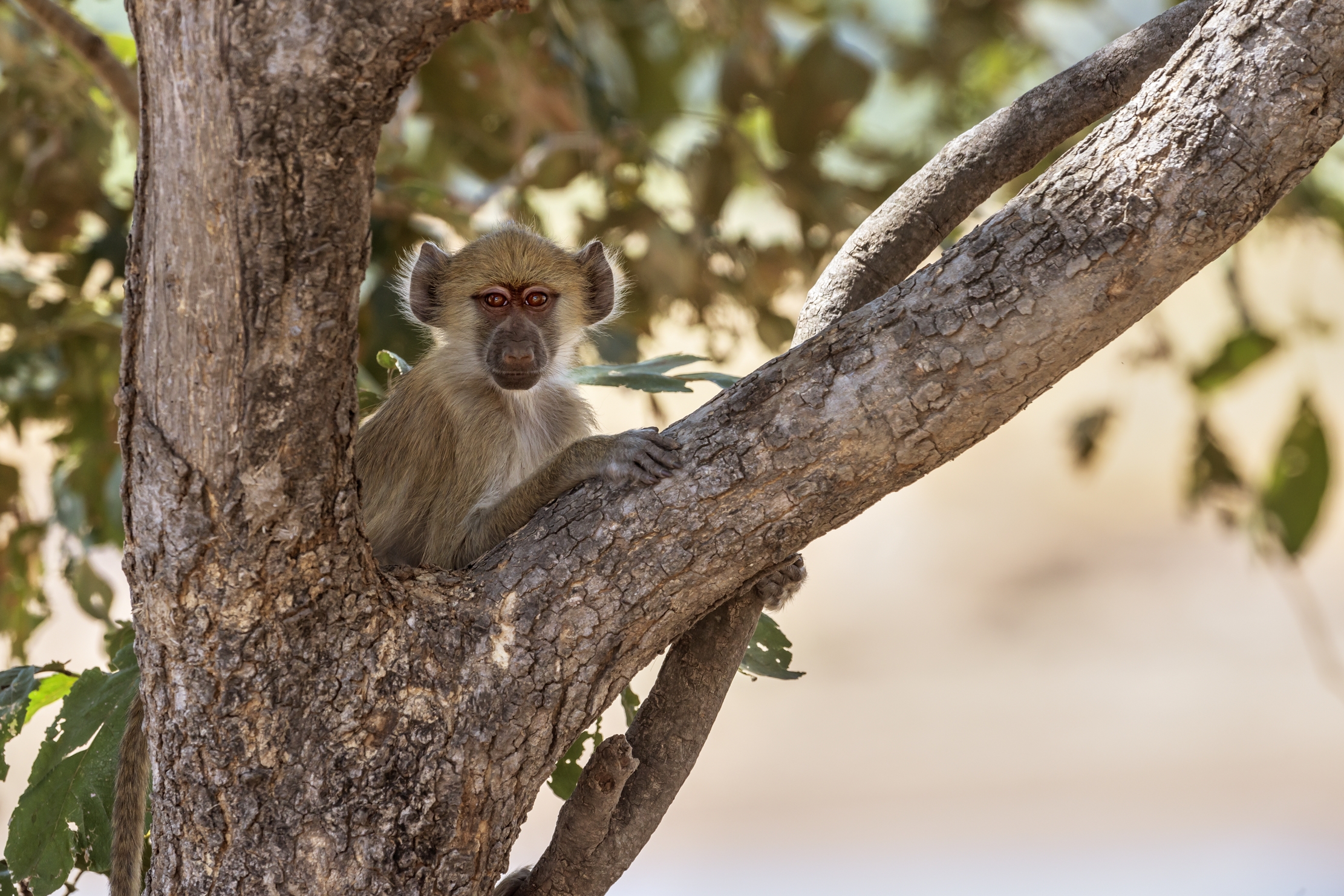 Zambia 2015 - Baboon