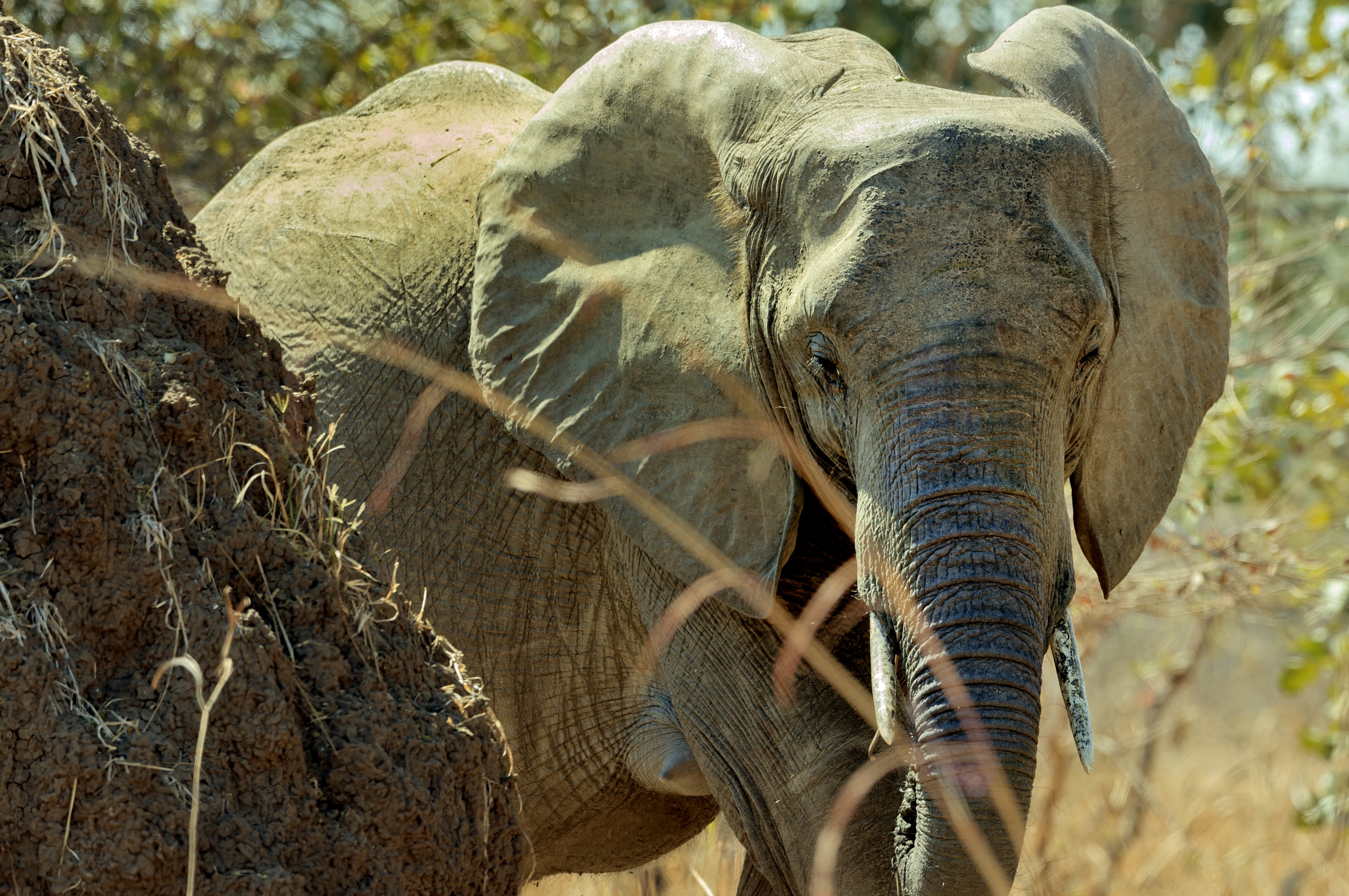 Zambia 2015 - Elephant