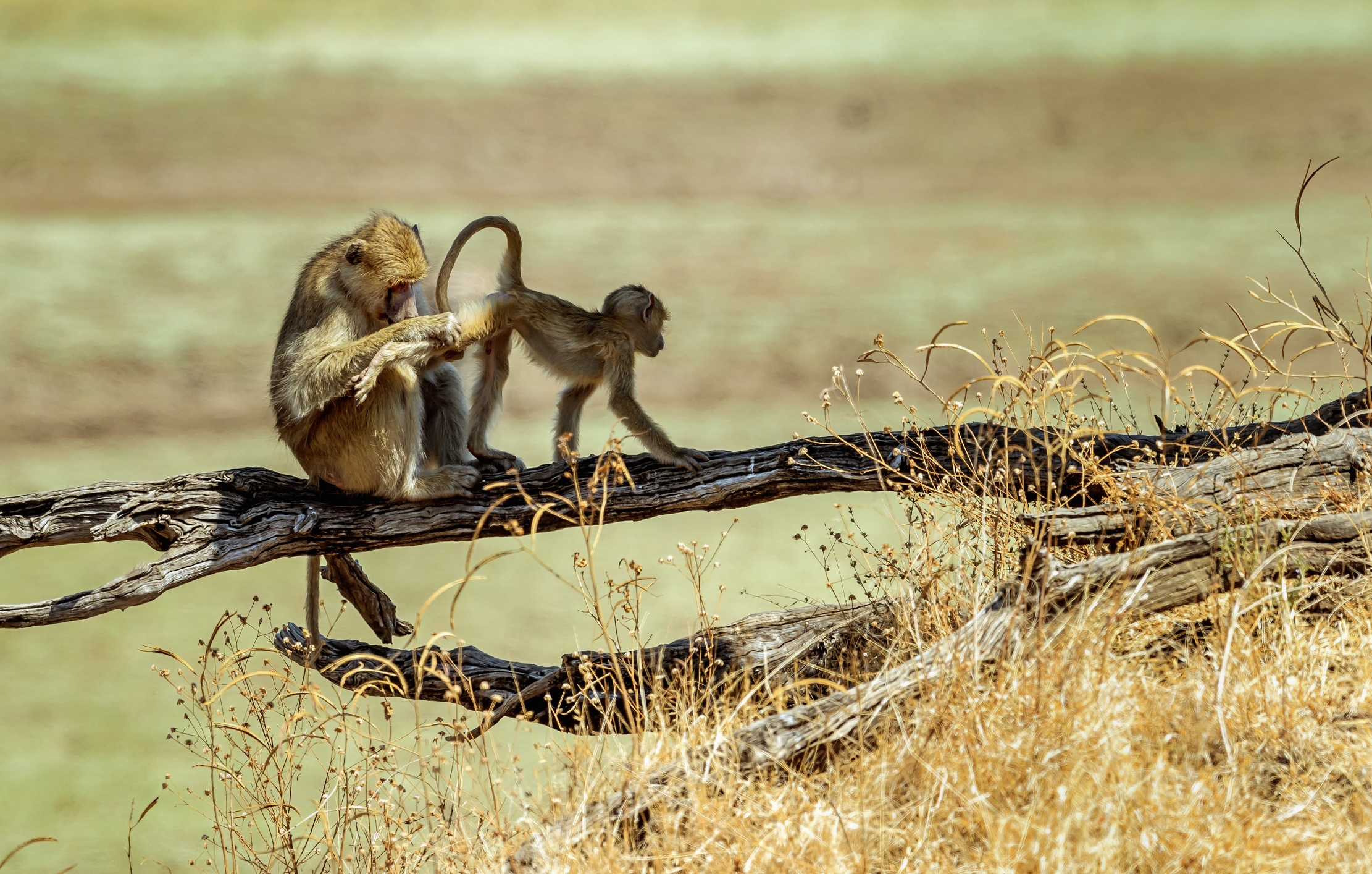 Zambia 2015 - Baboons