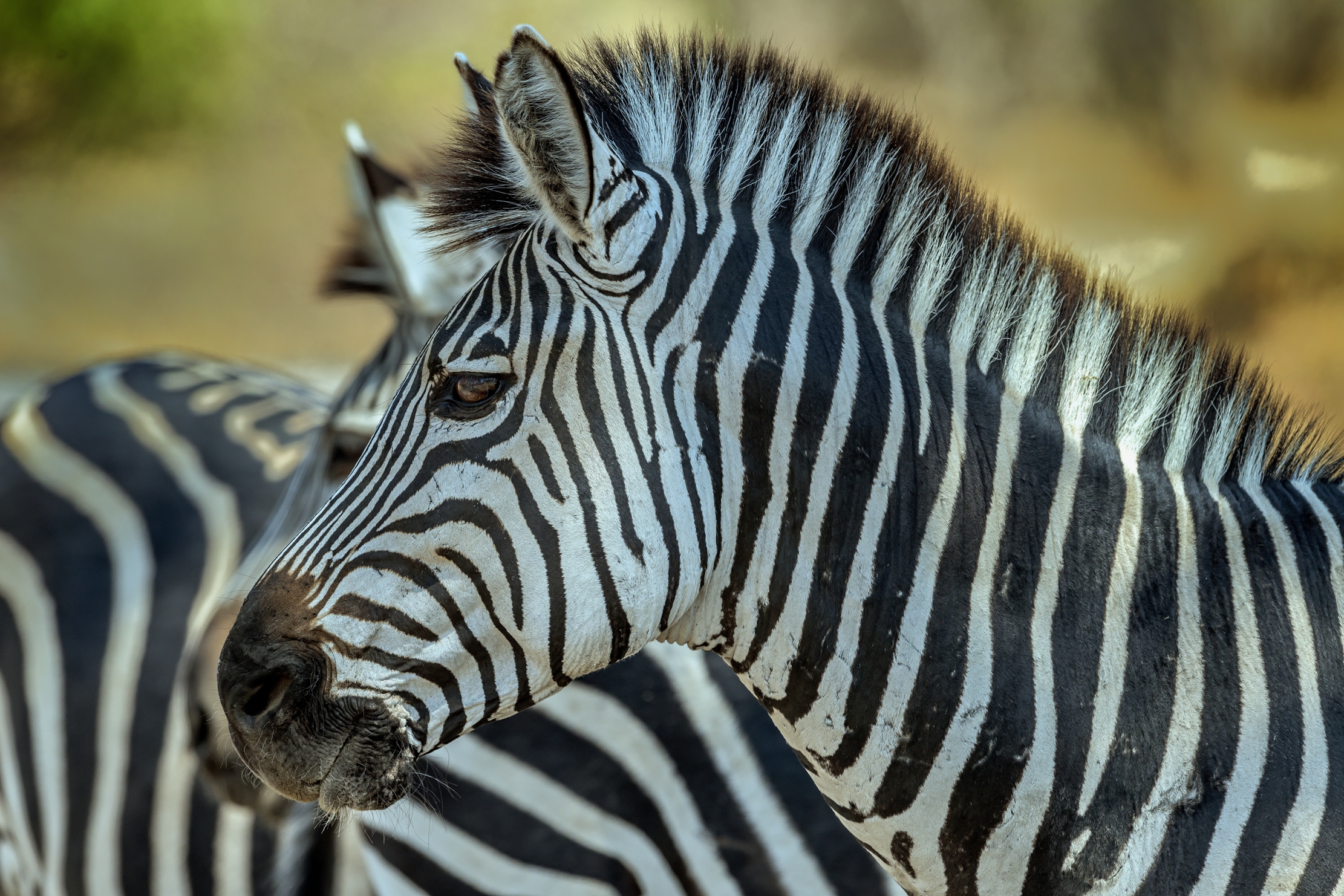 Zambia 2015 - Profile
