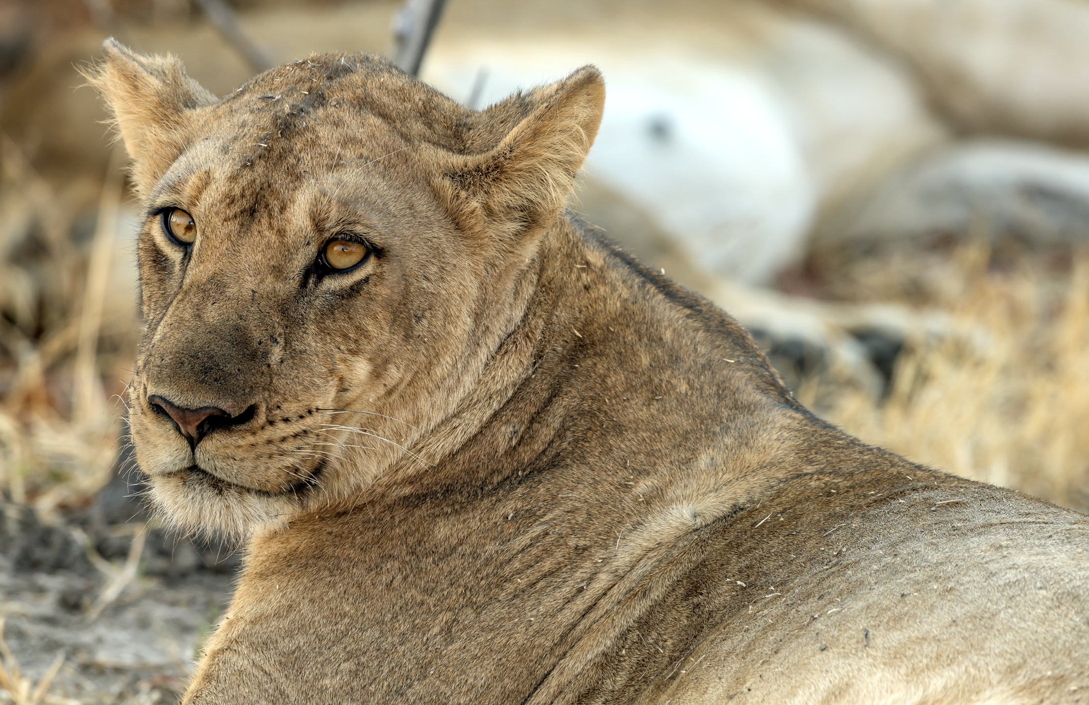 Zambia 2015 - Leonessa