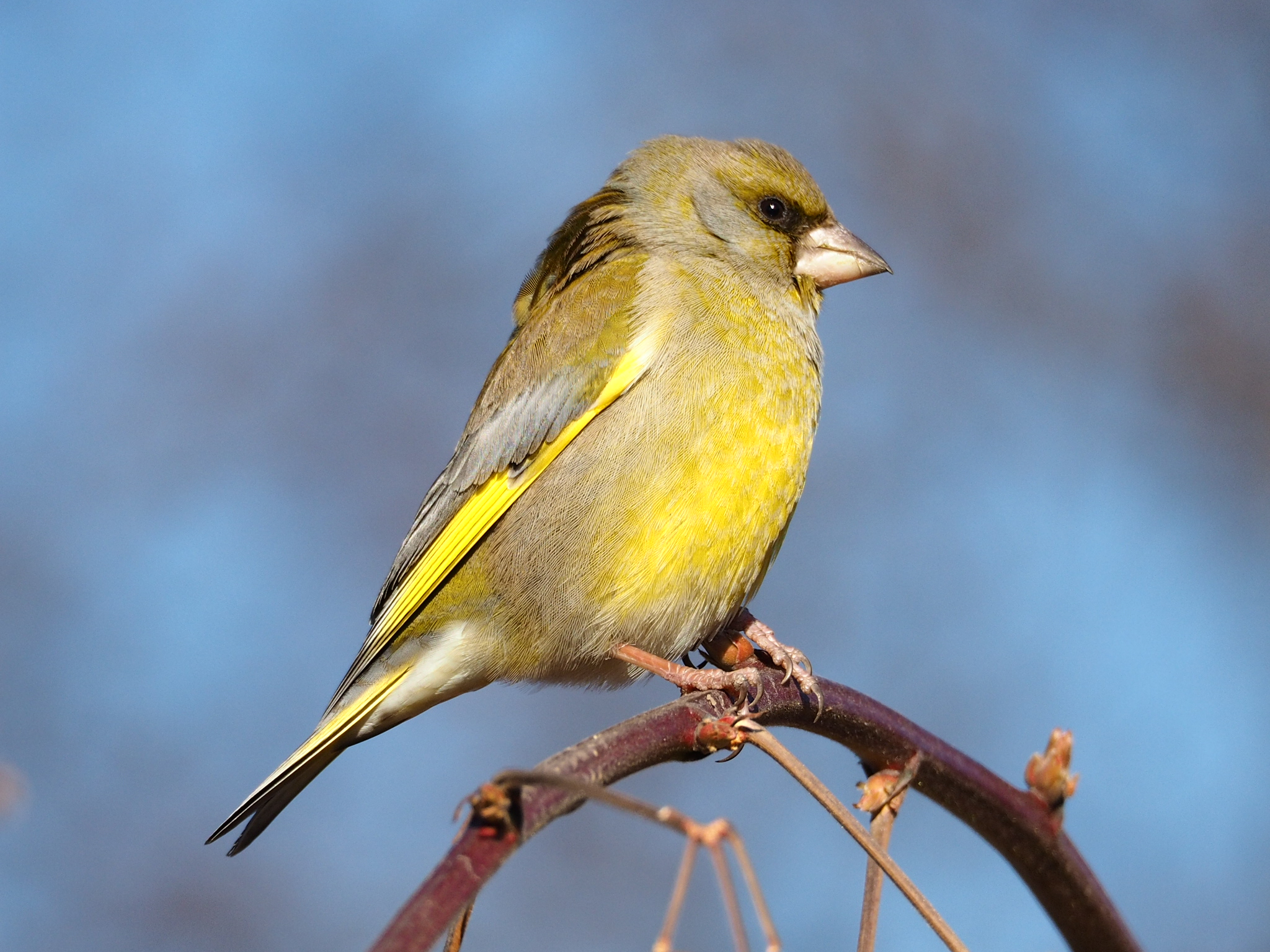 Sono un po arrabbiato