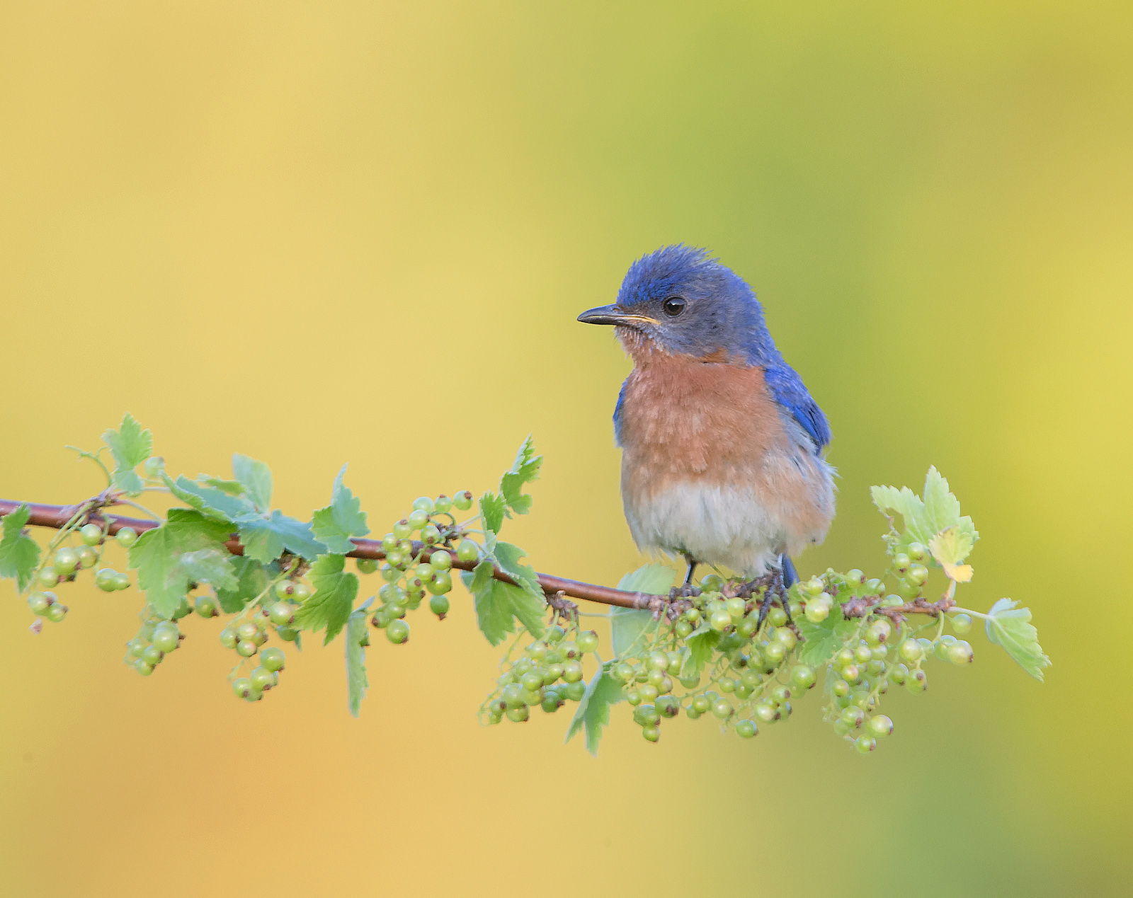 Eastern Bluebird Male , Ontario , Canada