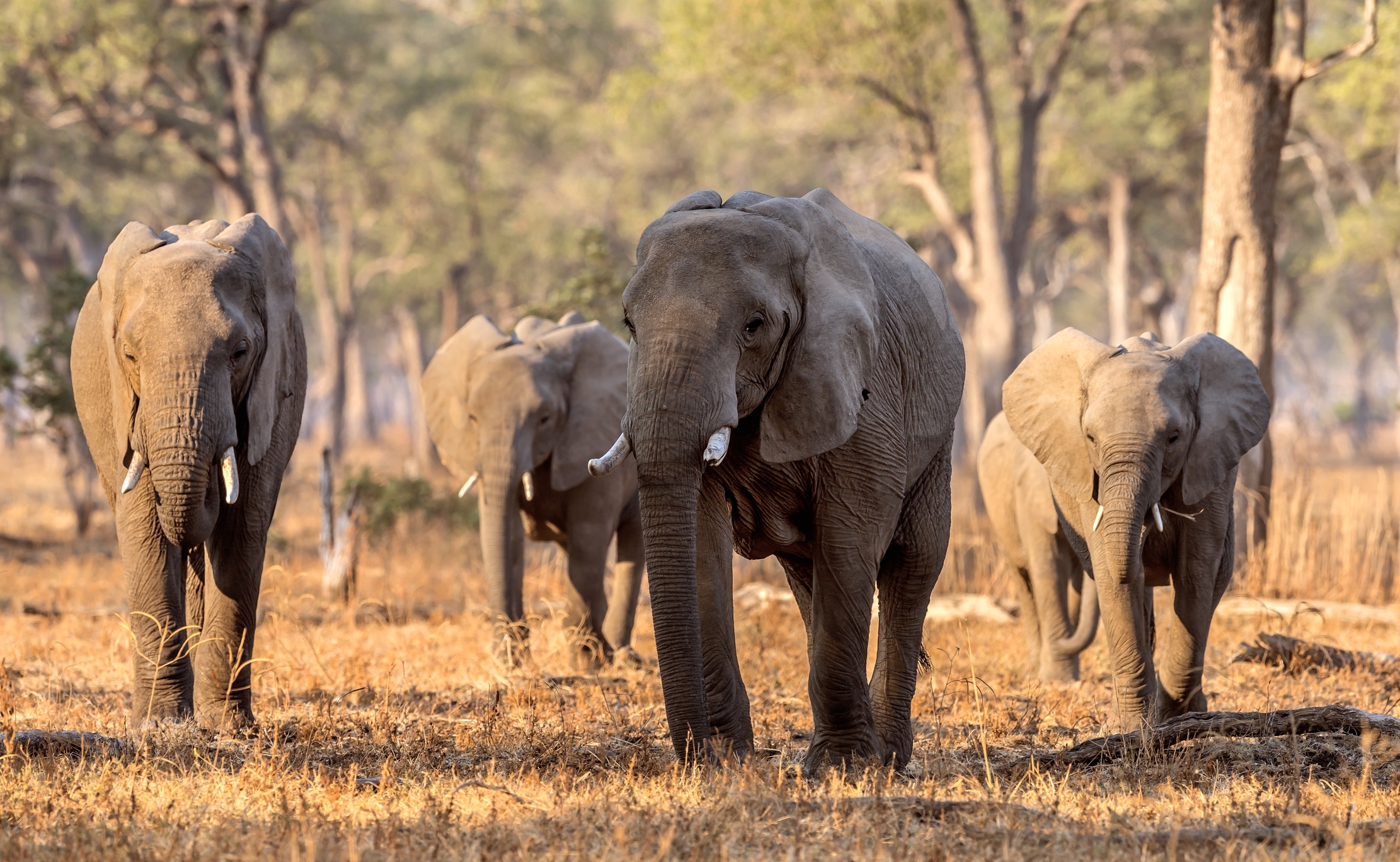 Zambia 2015 - Elephants