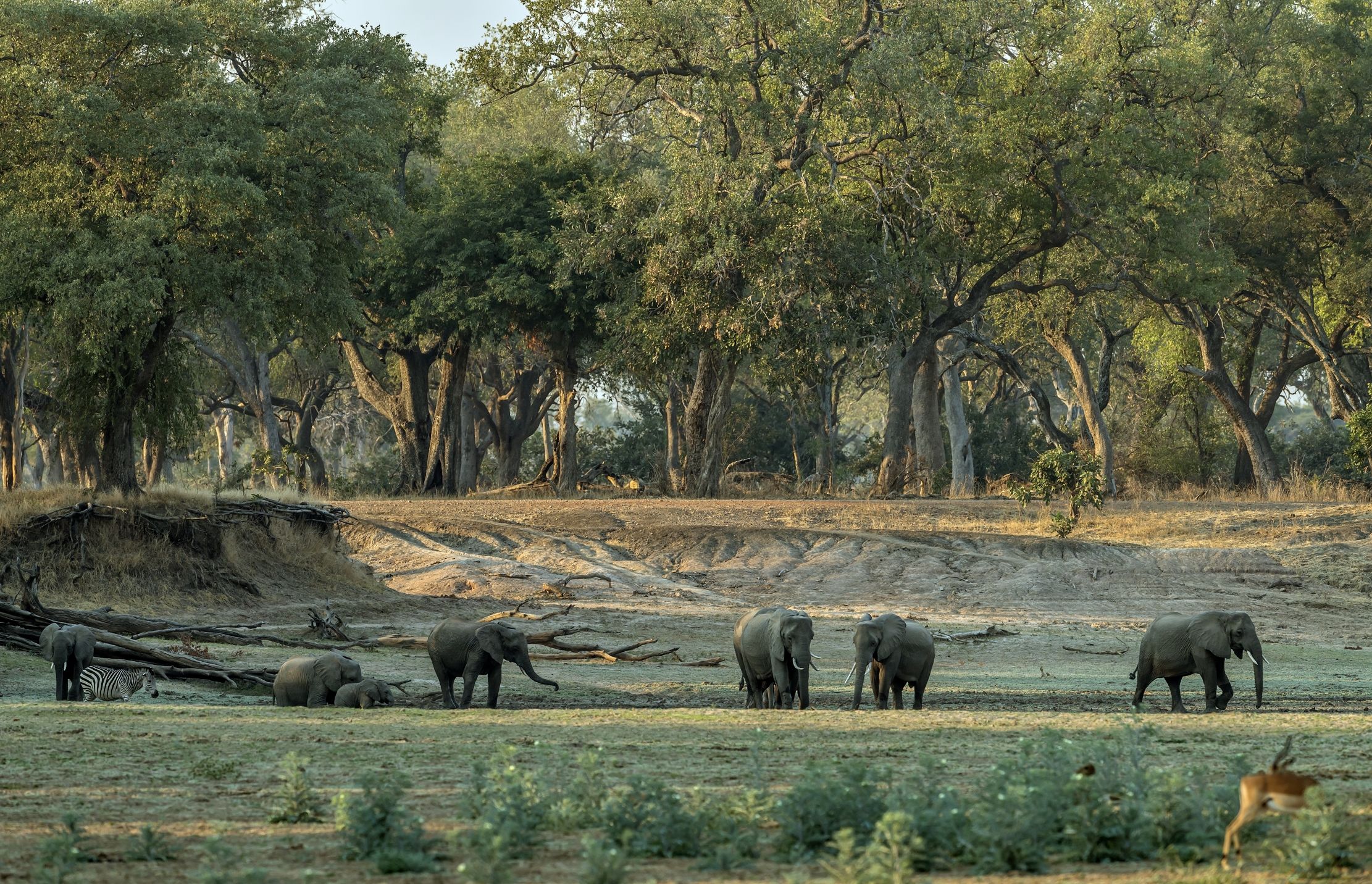 Zambia 2015 - Elephants
