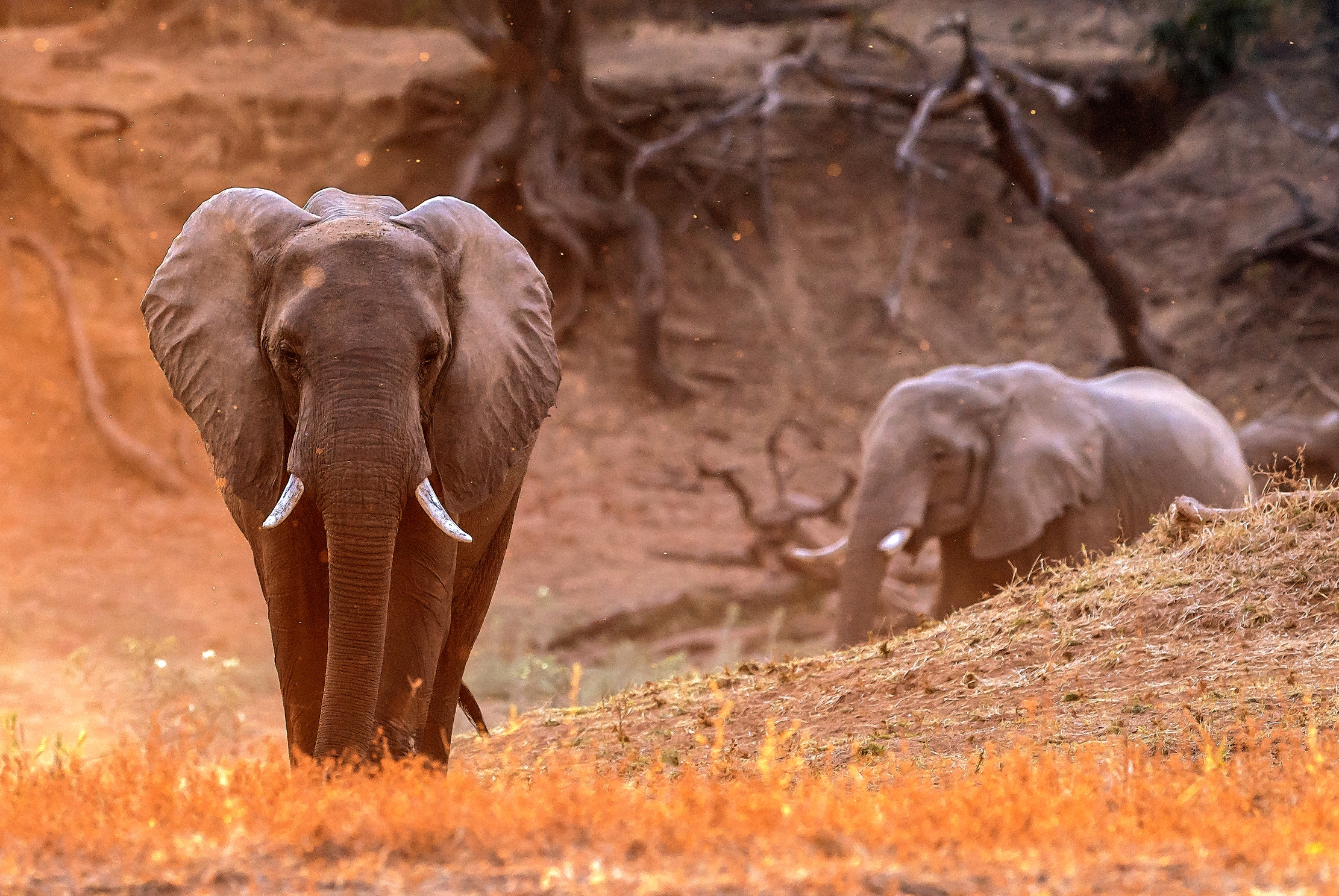 Zambia 2015 - Elephants