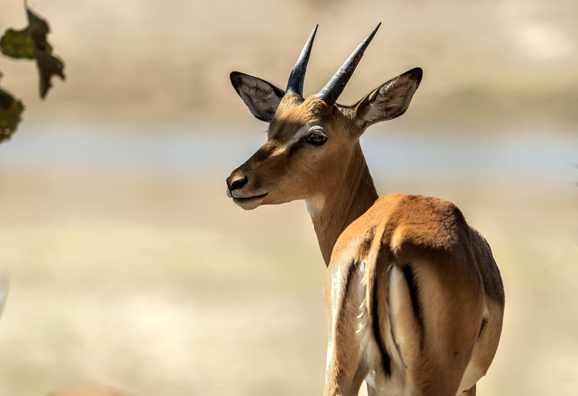 Zambia 2015 - Impala