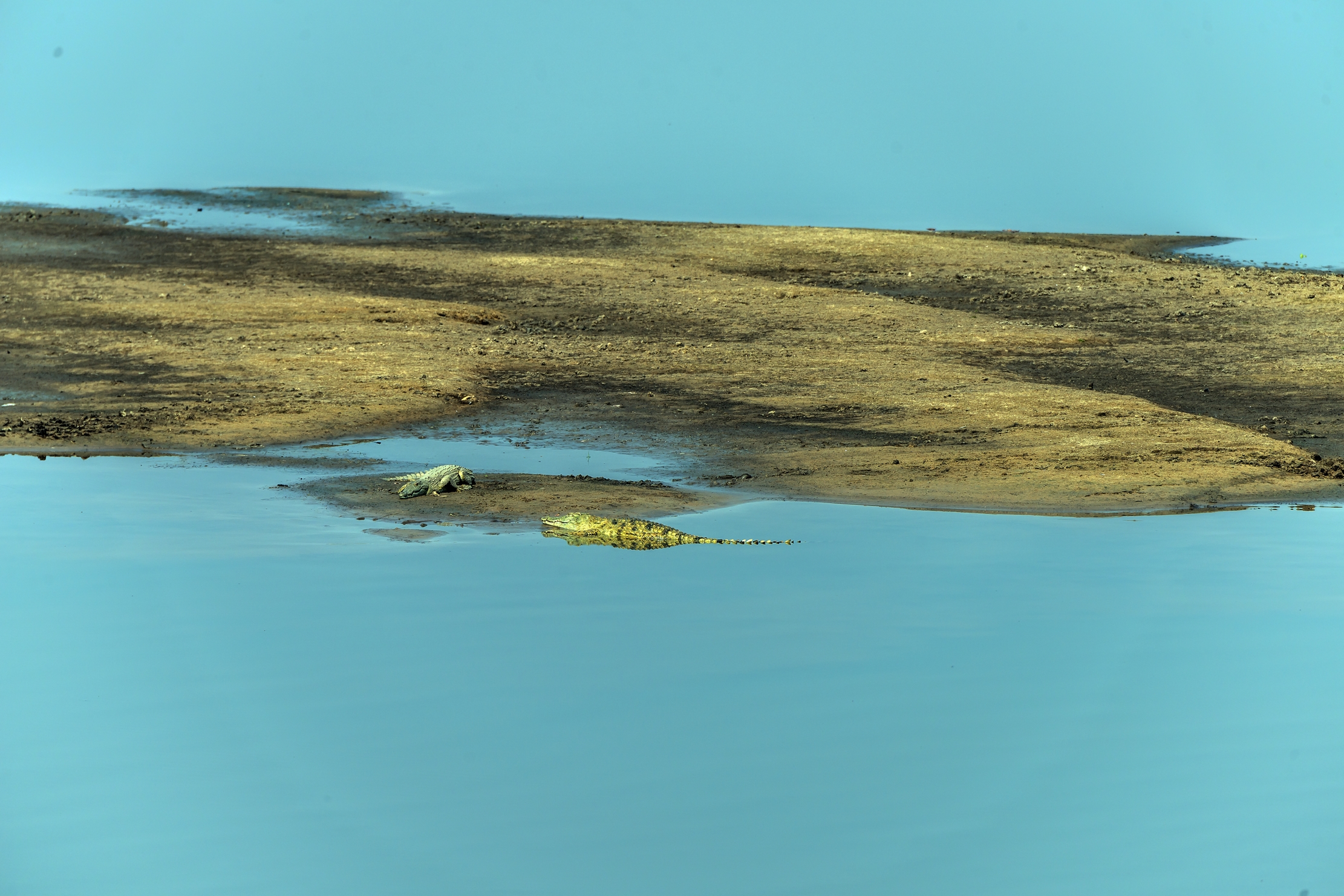 Zambia 2015 - Sul Luangwa