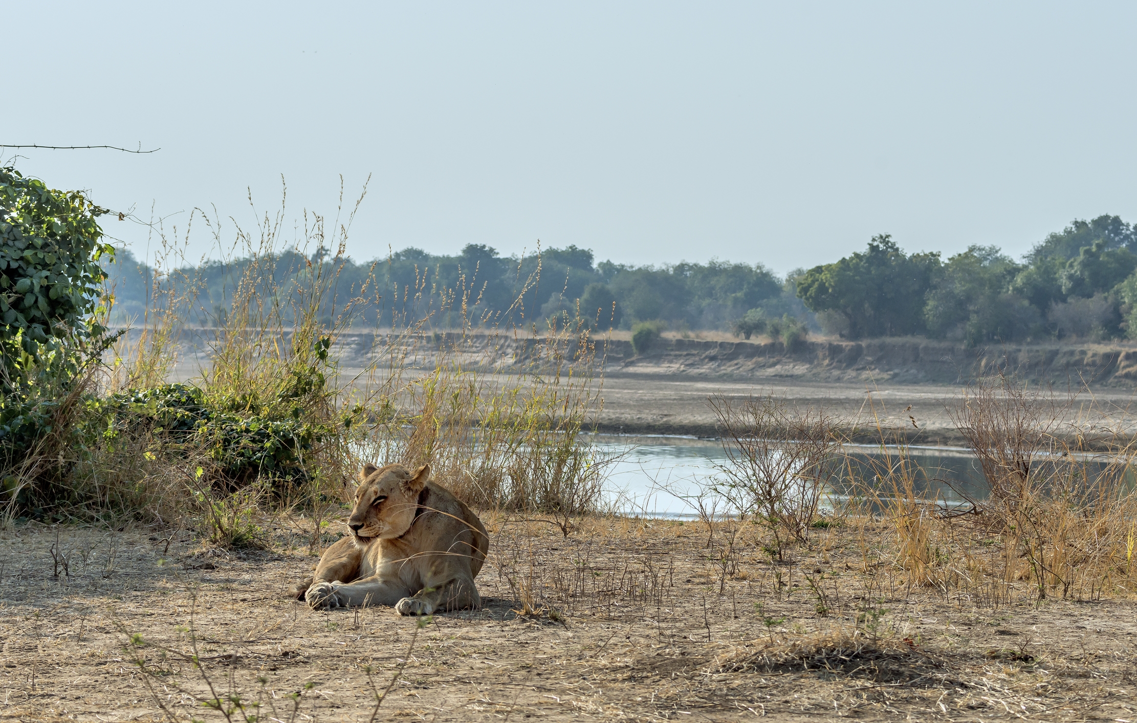 Zambia 2015 - Sul Luangwa