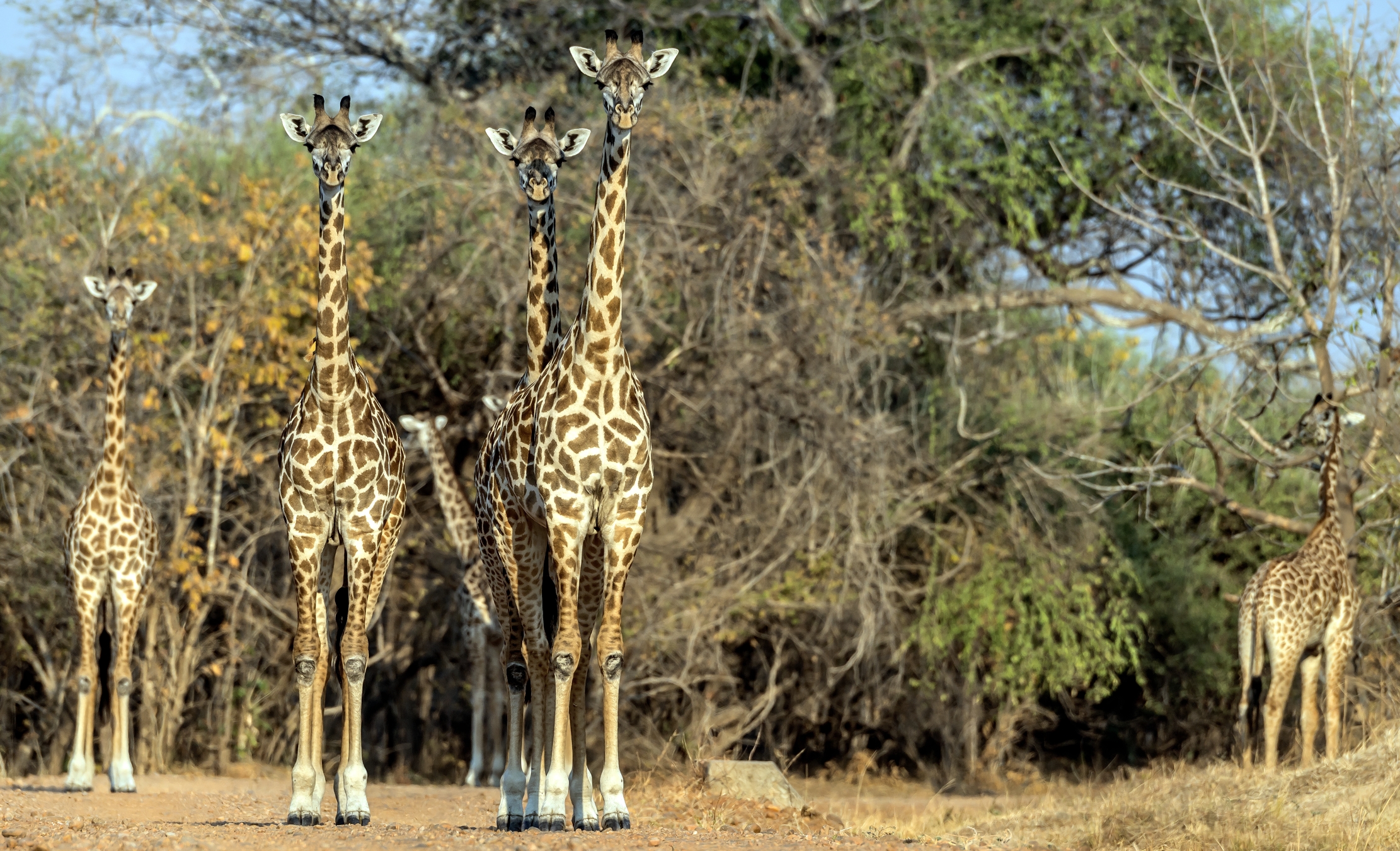 Zambia 2015 - Giraffe