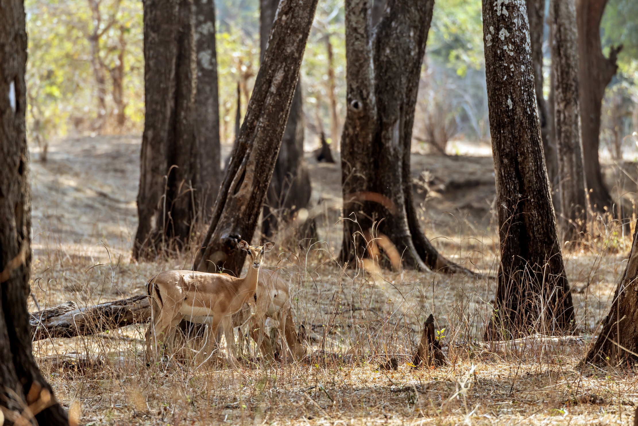 Zambia 2015 - Nella Foresta di Mogano