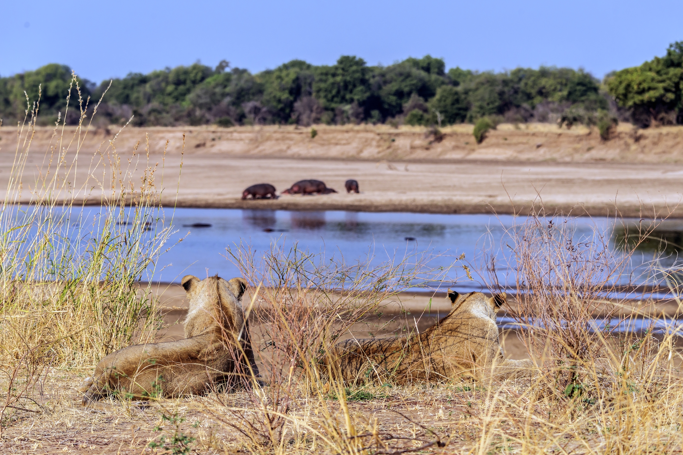 Zambia 2015 - Sul Luangwa
