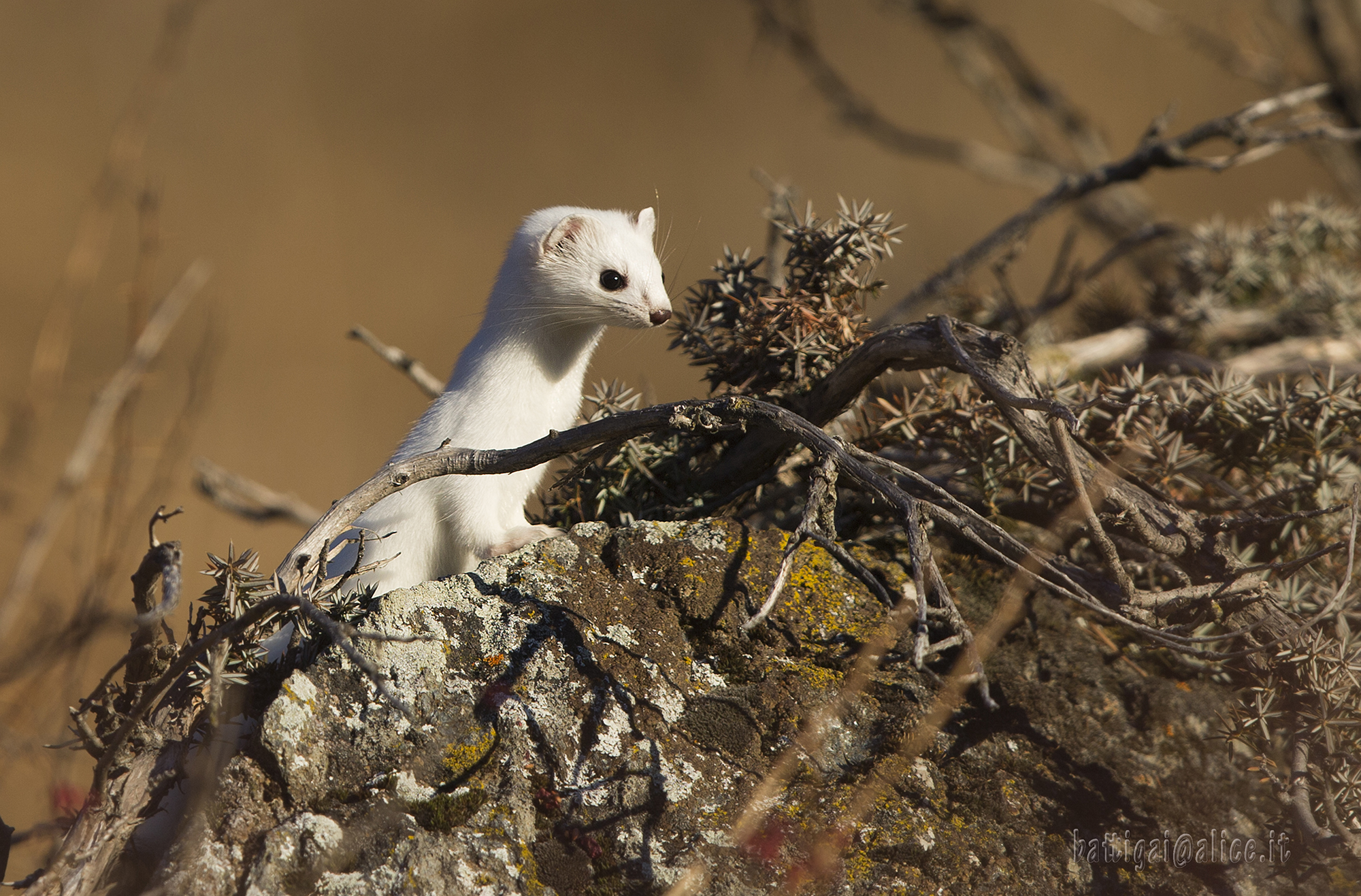Ermine in winter dress