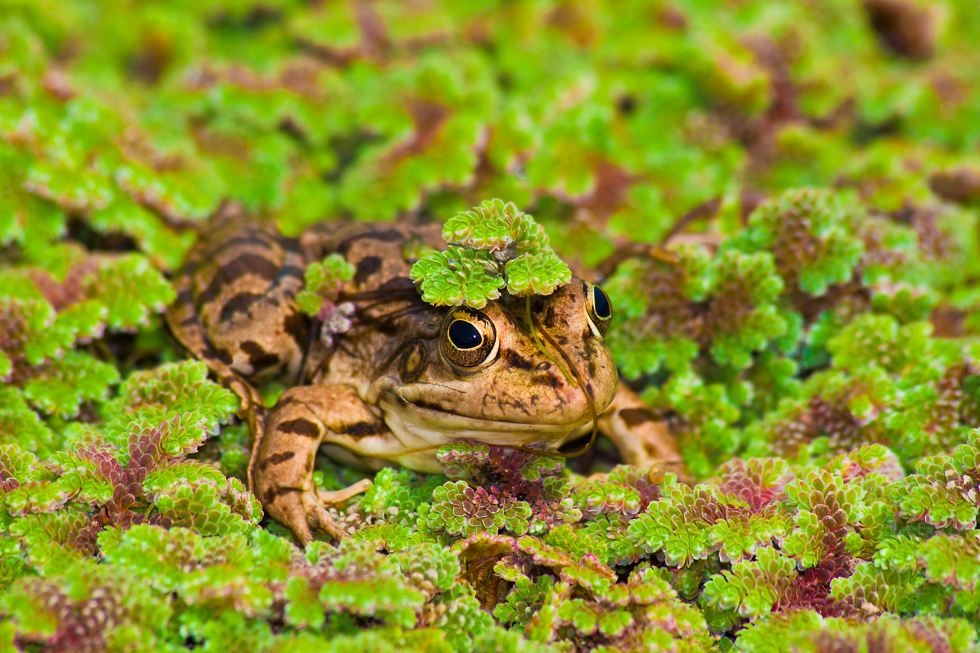 The King of the Lagoon