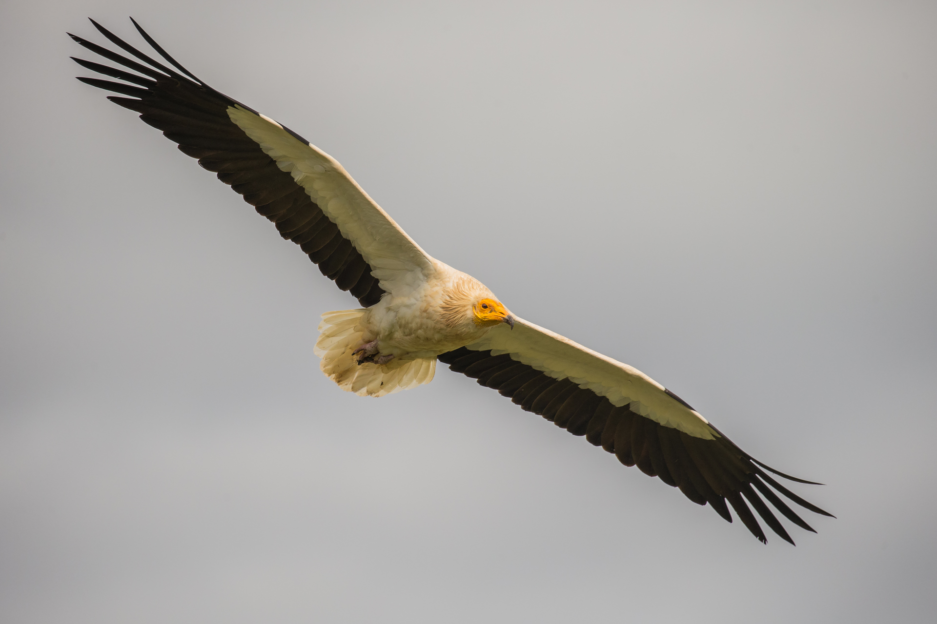 Egyptian vulture