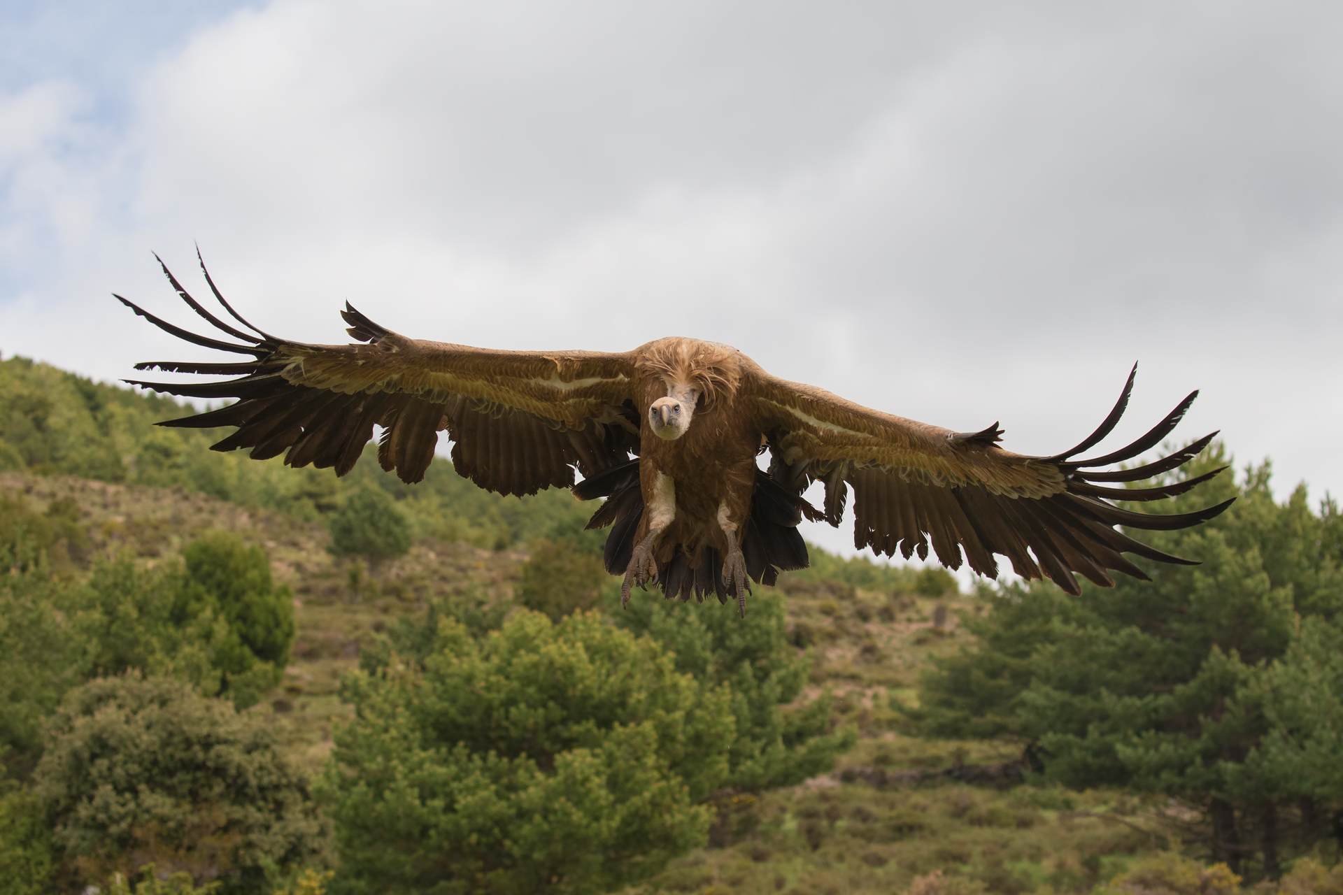 Atterraggio ....sul capanno