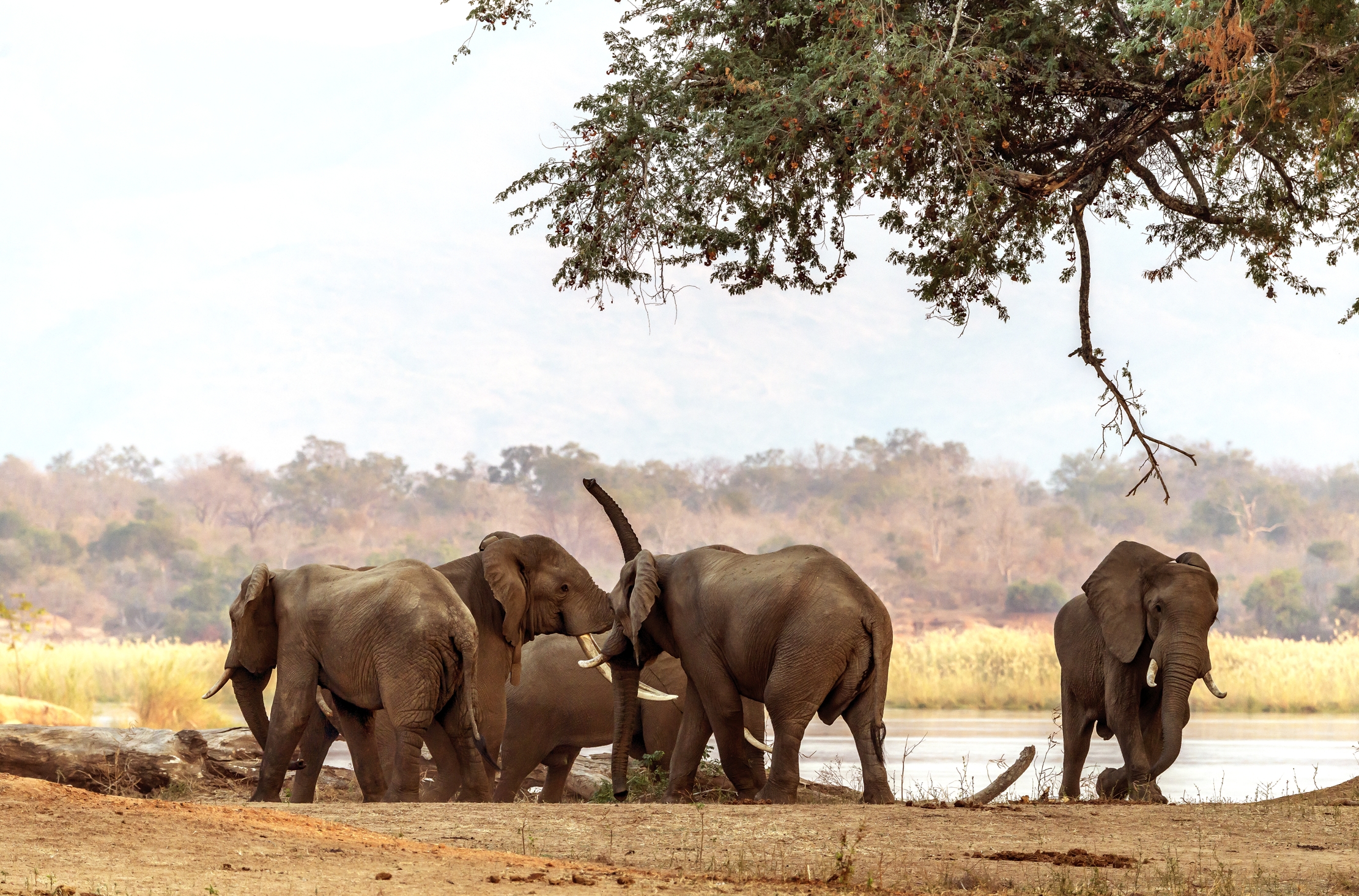 Zimbabwe 2015 - Elephants