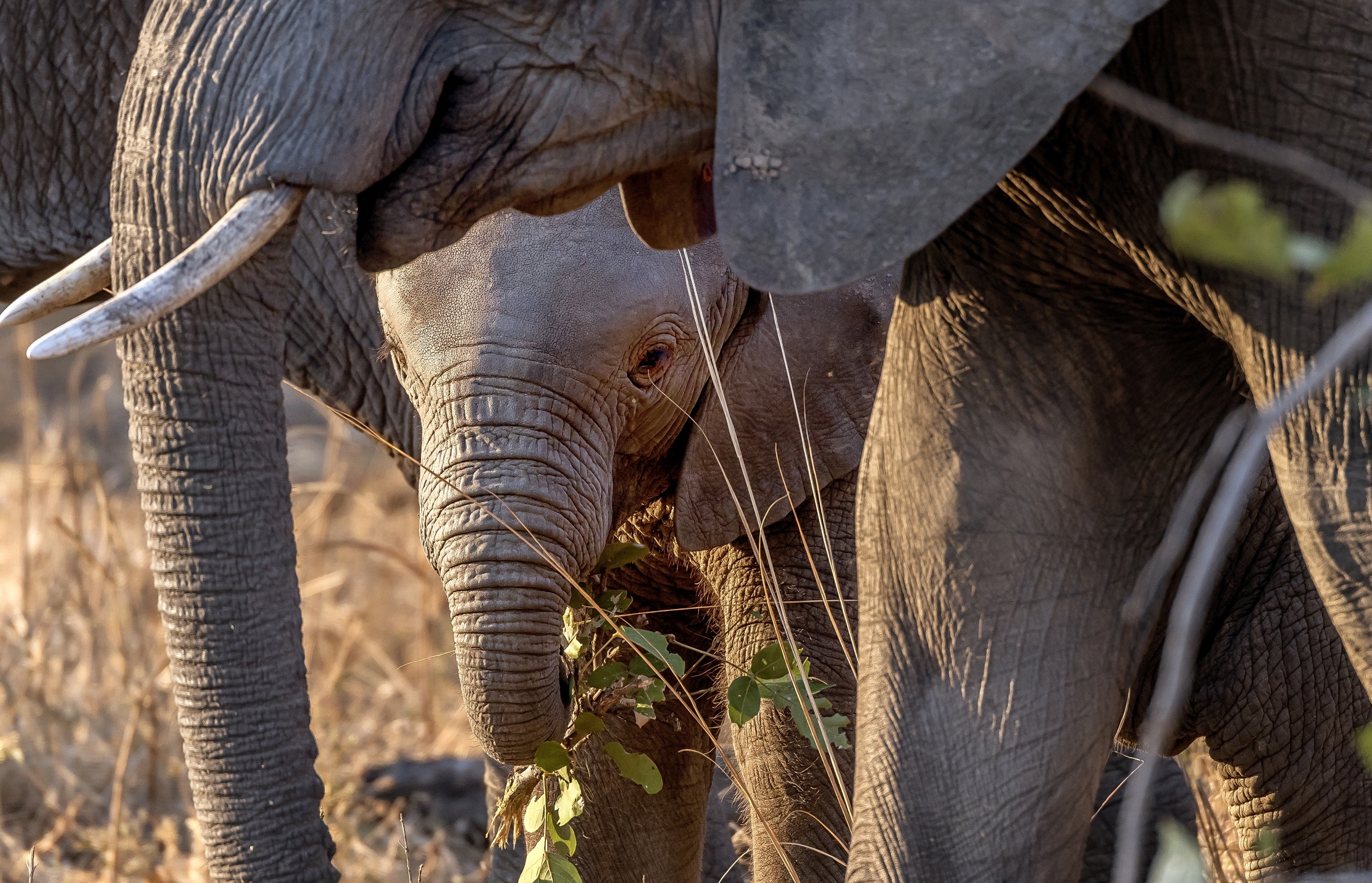 Zambia 2015 - Elephants