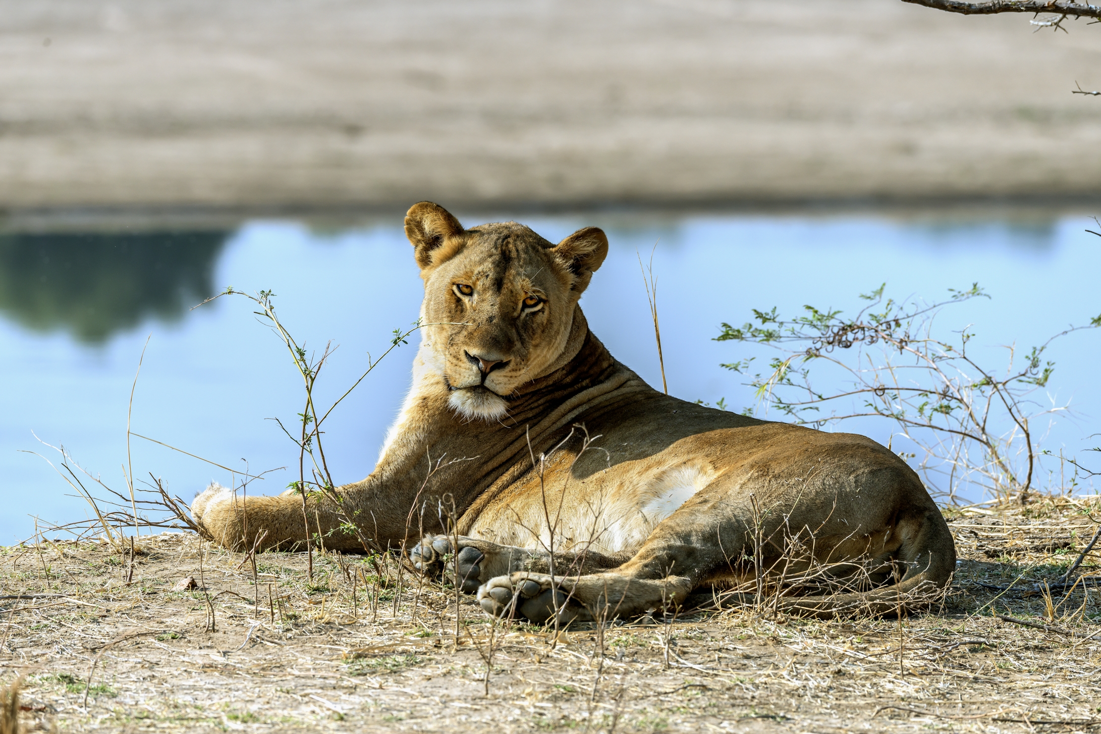 Zambia 2015 - Sul Luangwa