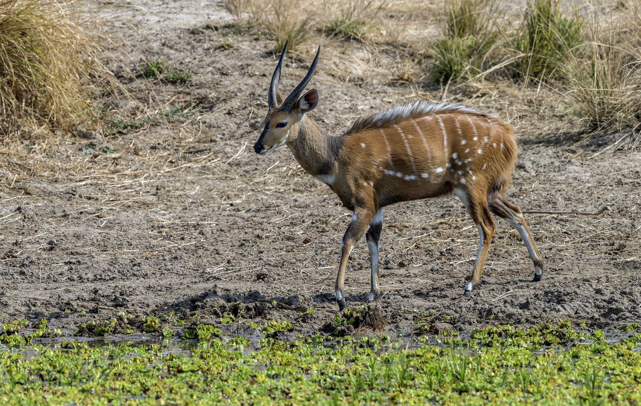 Zambia 2015 - Imbabala ( Tragelaphus sylvaticus)