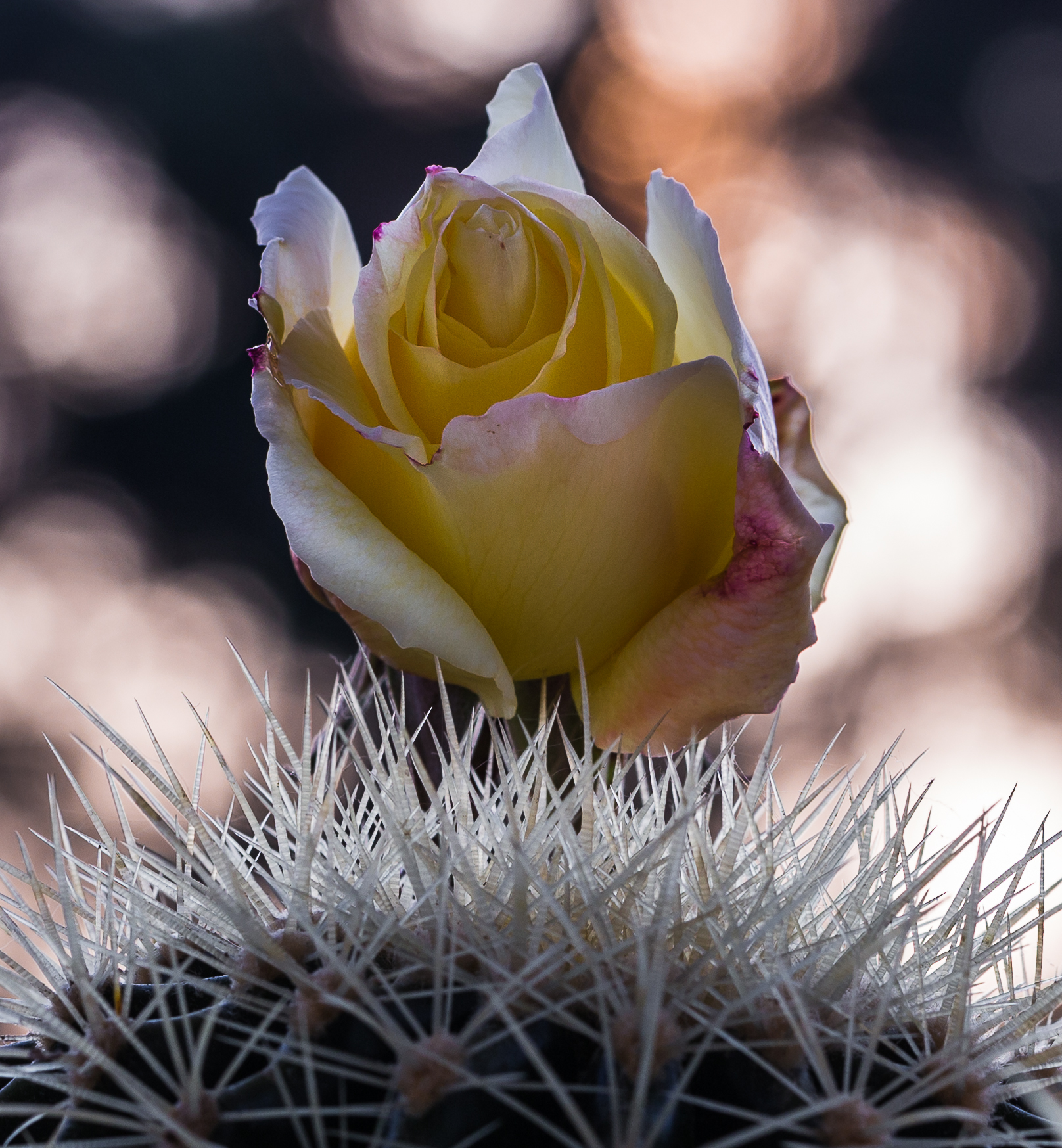 He's on pins and needles