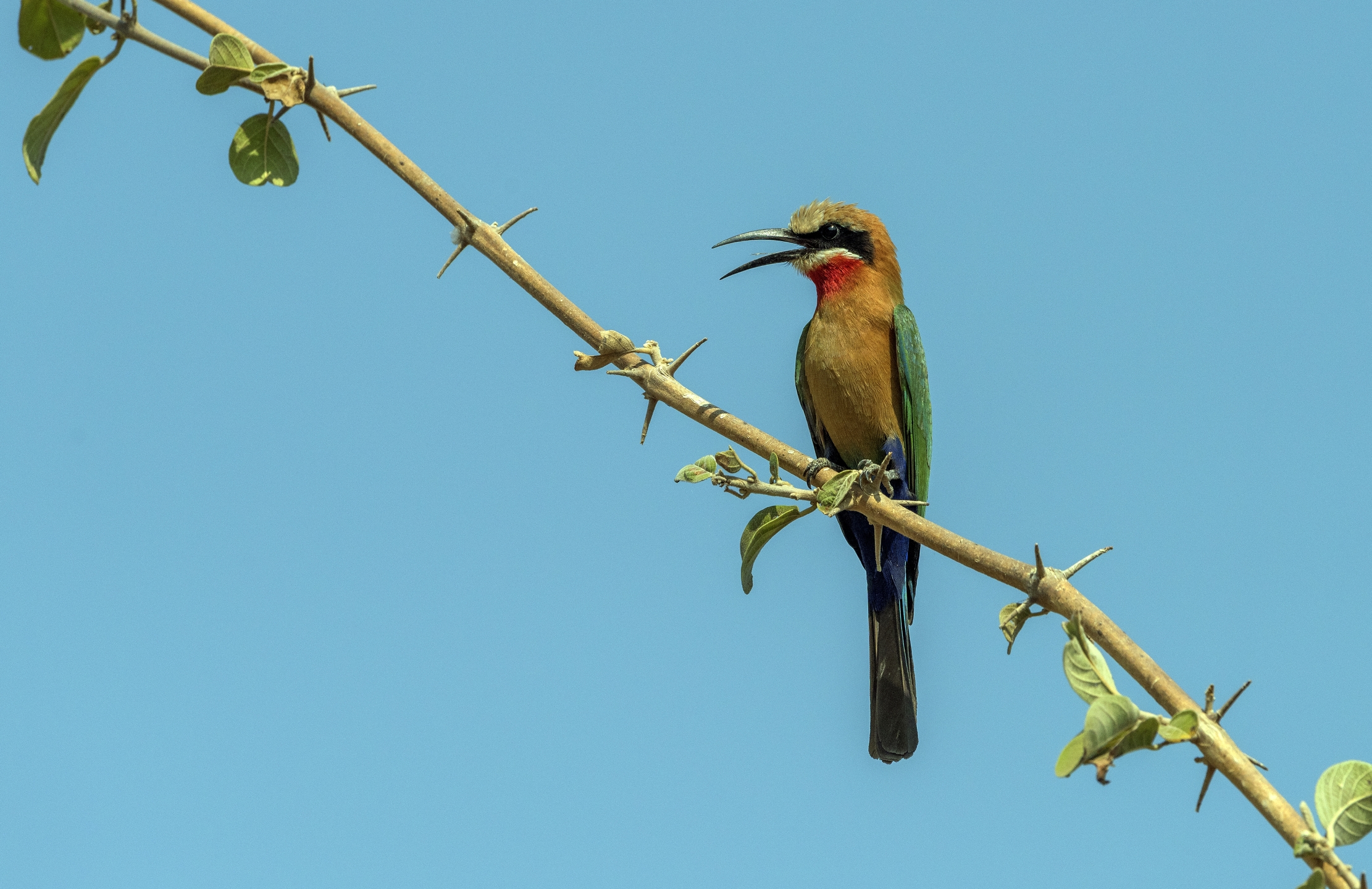 Zambia 2015 - Gruccione
