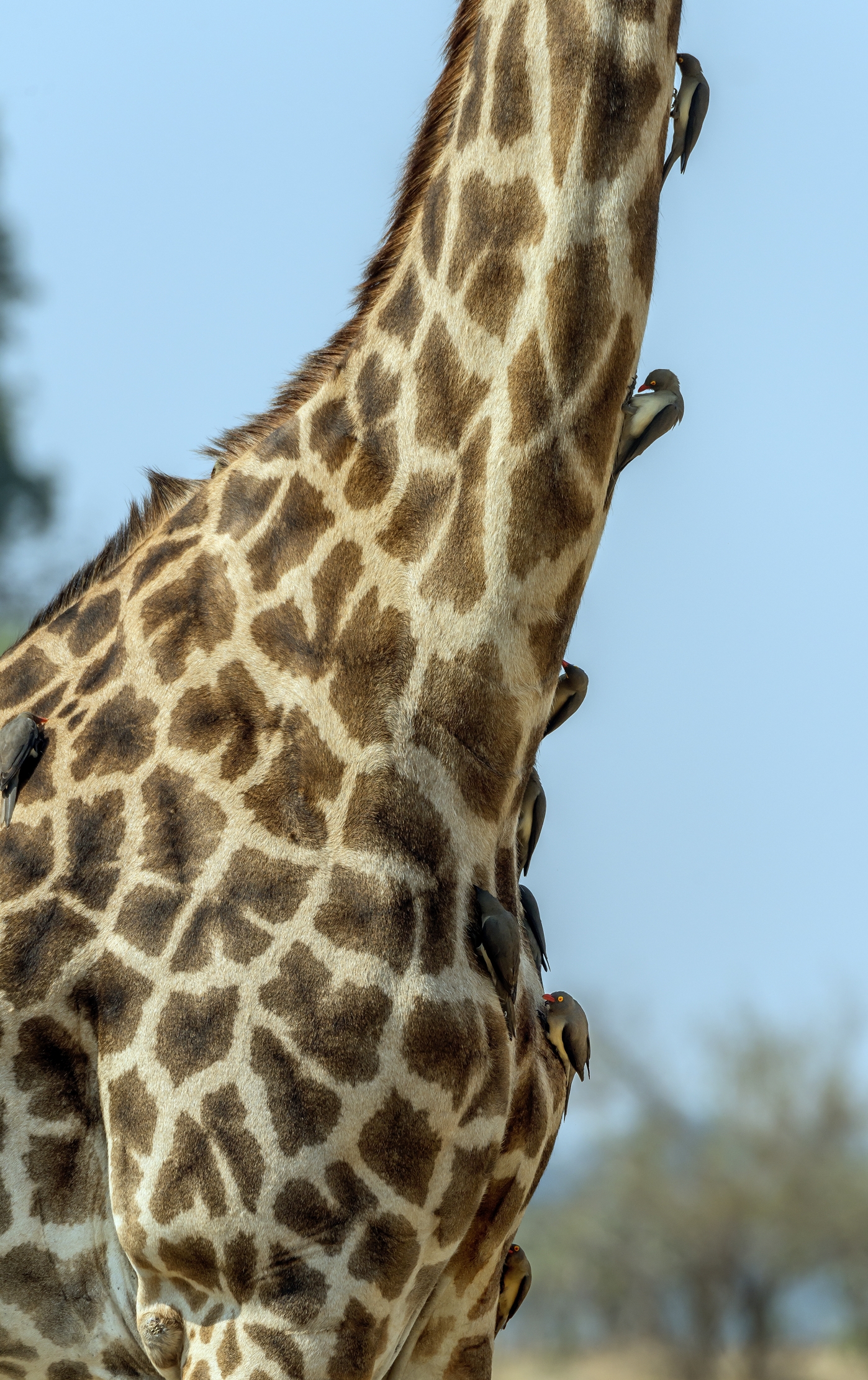 Zambia 2015 - Sul Luangwa