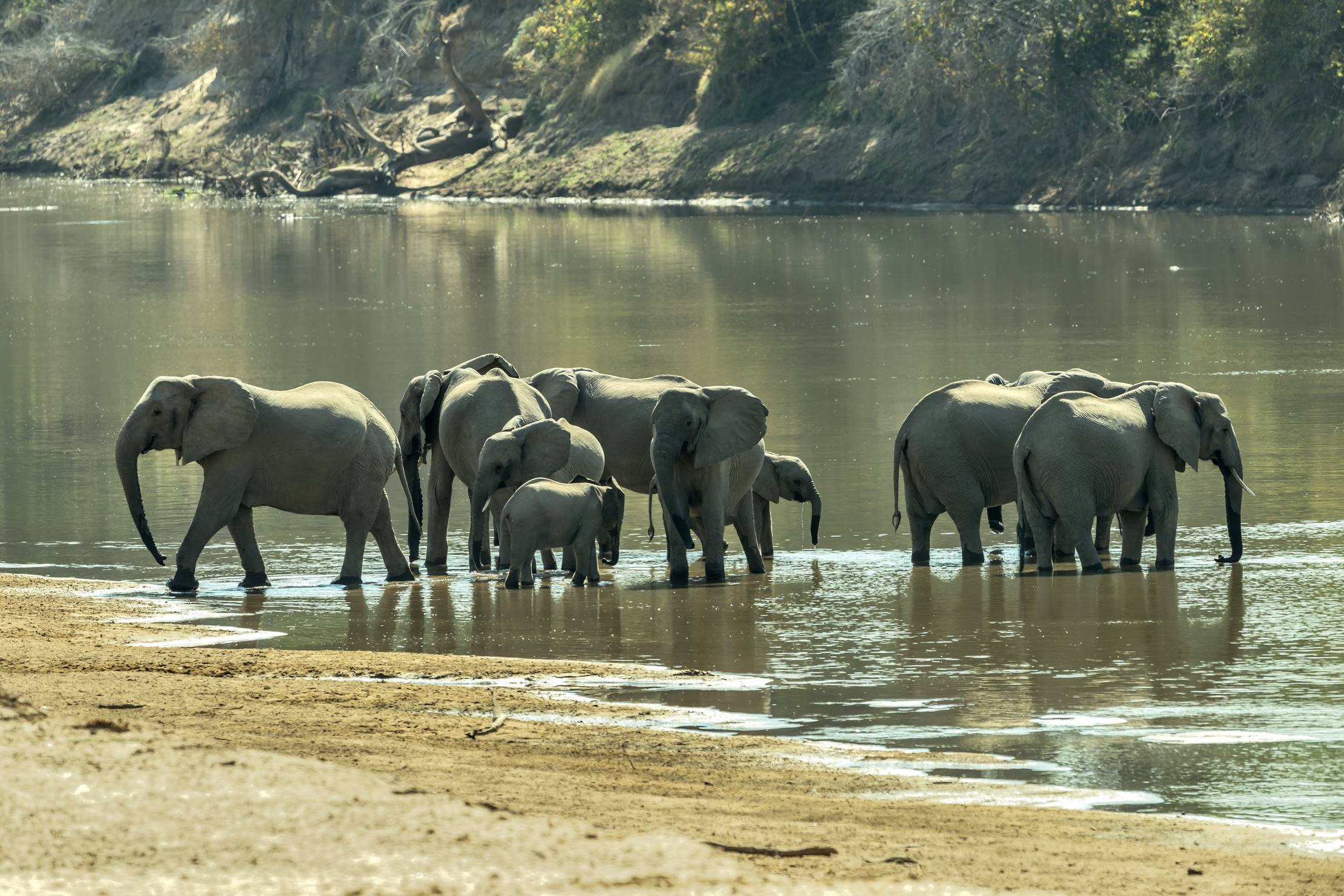 Zambia 2015 - Sul Luangwa