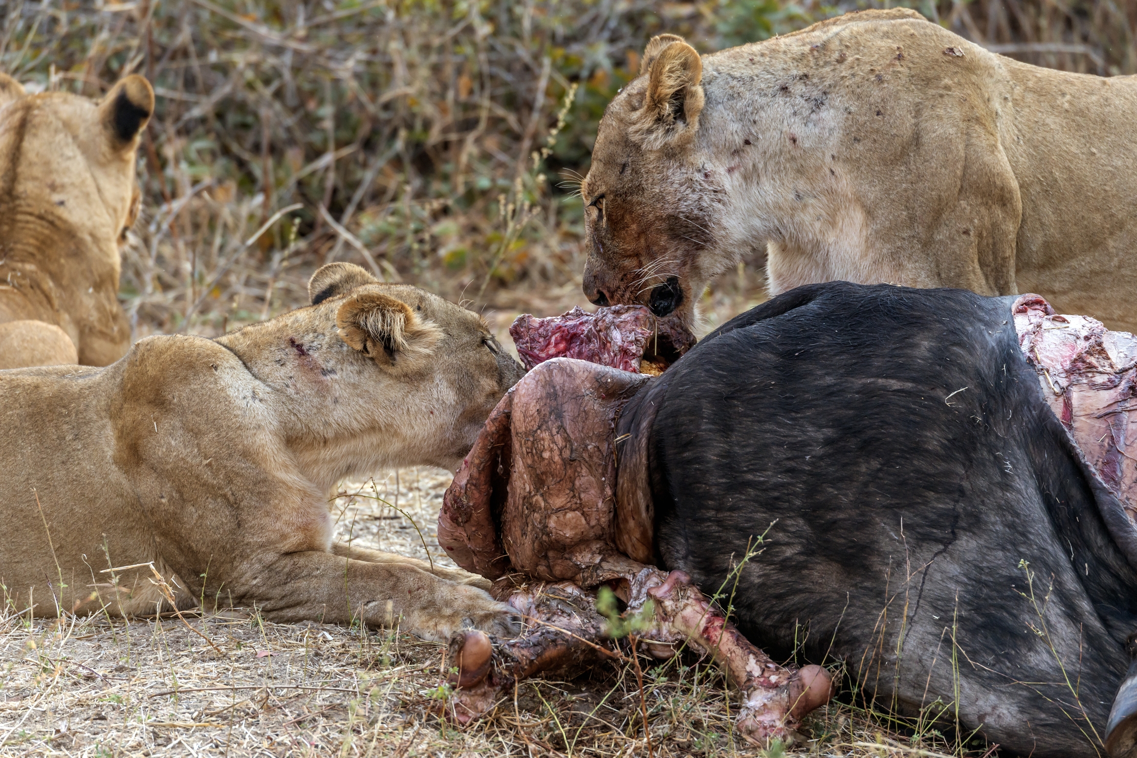 Zambia 2015 - Colazione