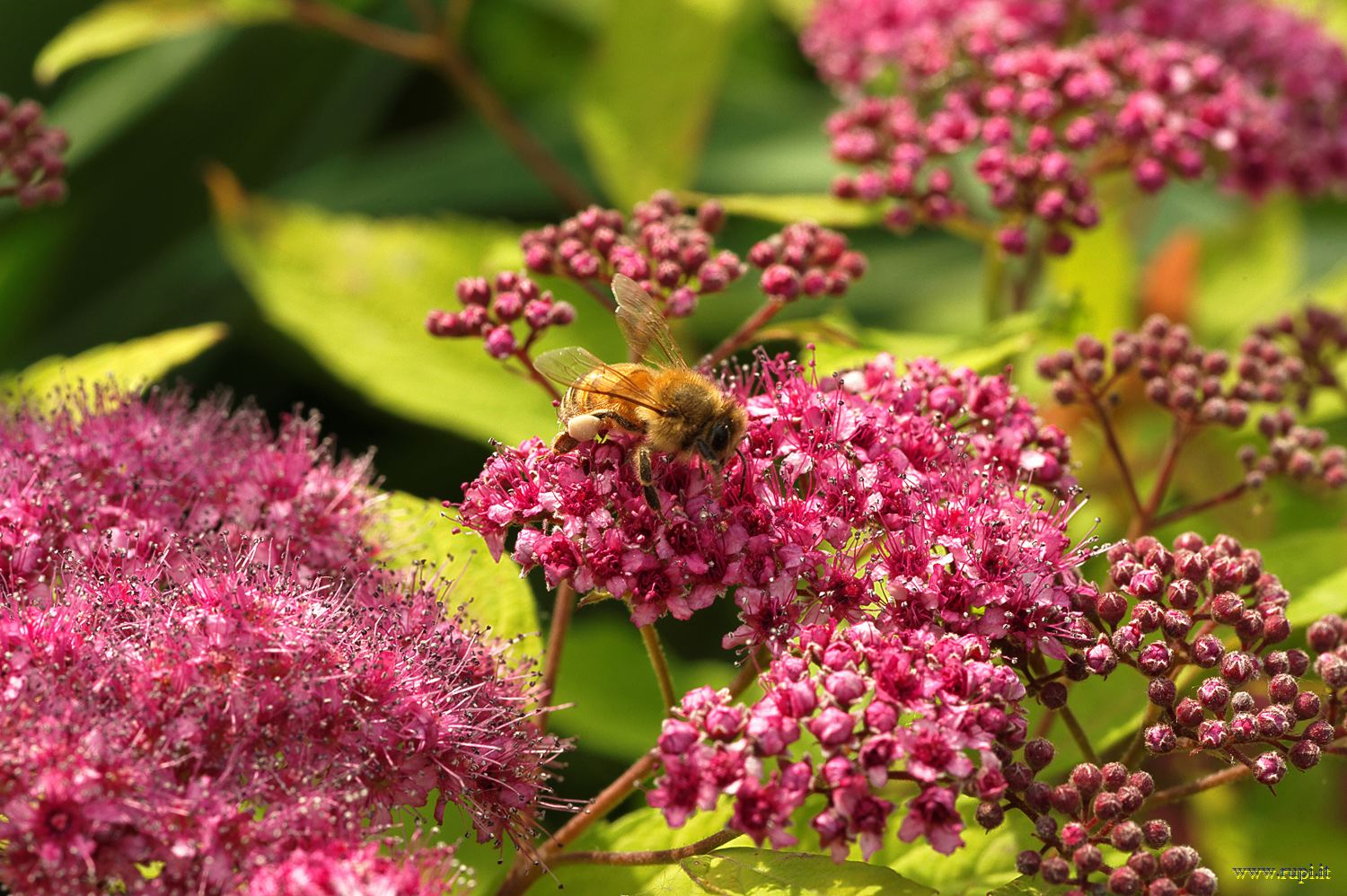 The spirea and working - 1