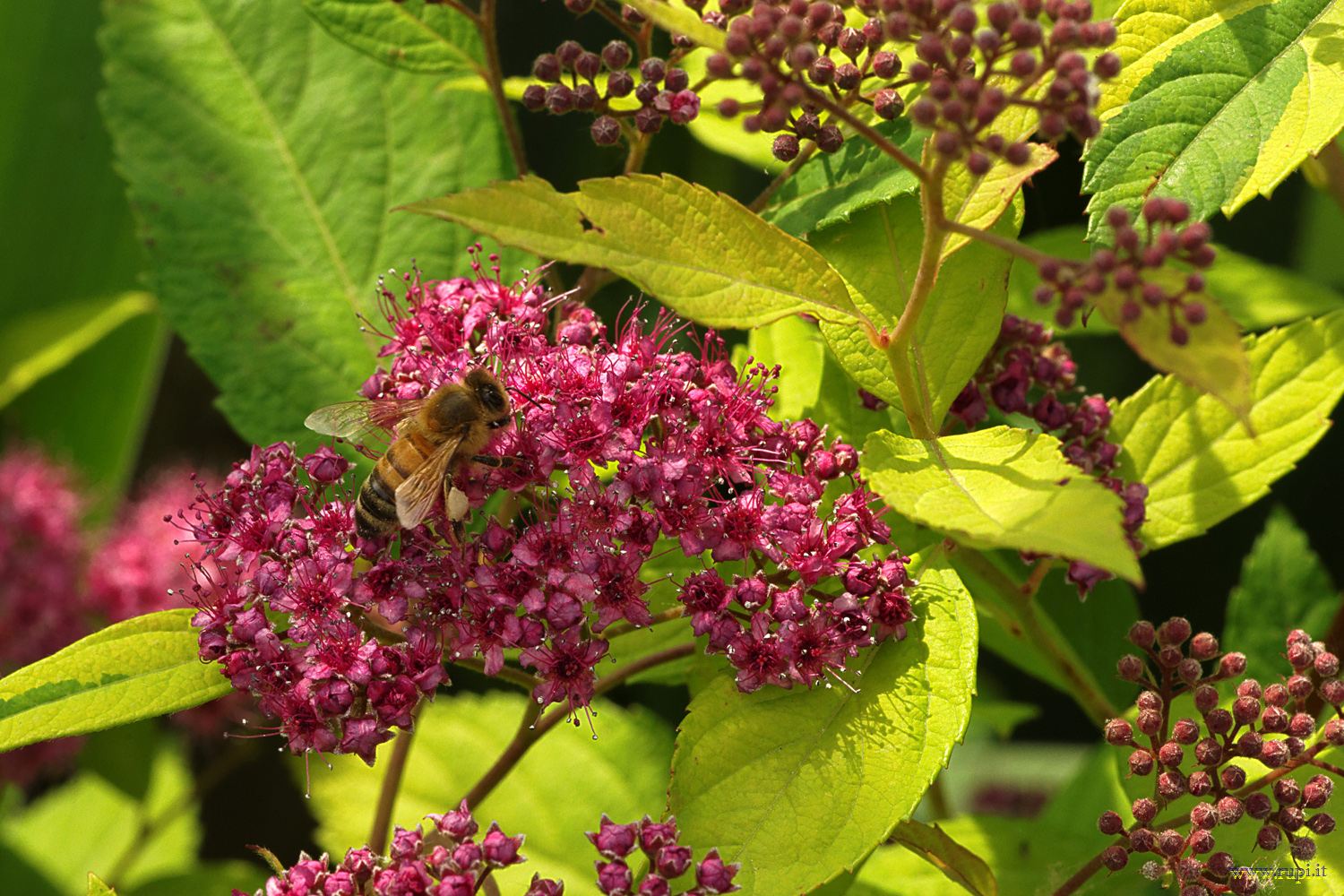 La spirea e l'operaia - 2