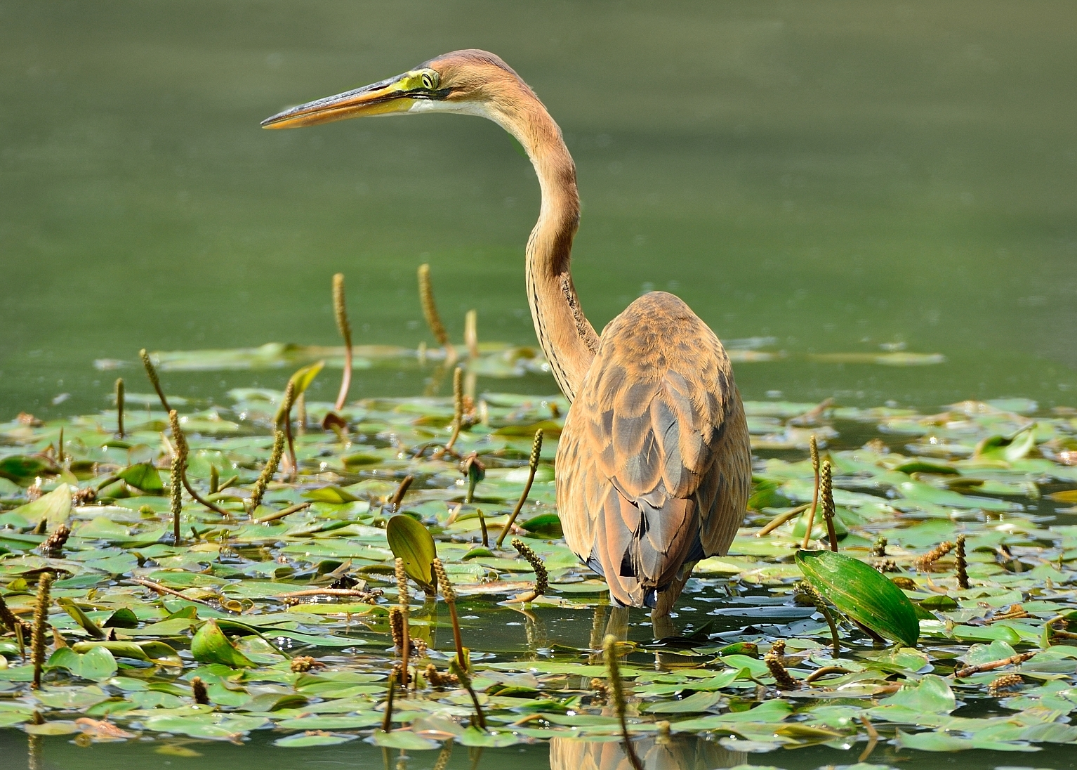 Purple Heron (Ardea purpurea)