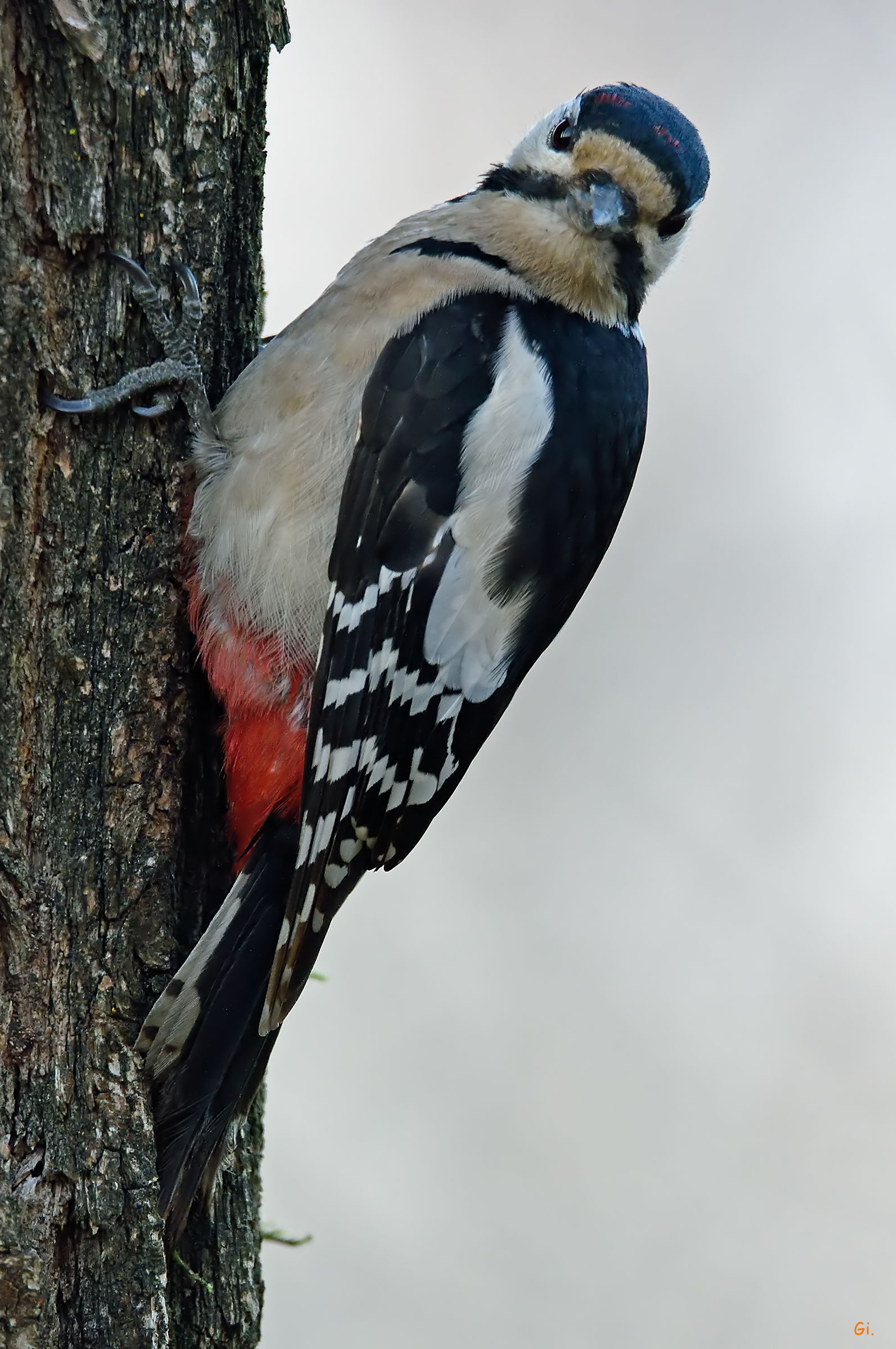 Woodpecker