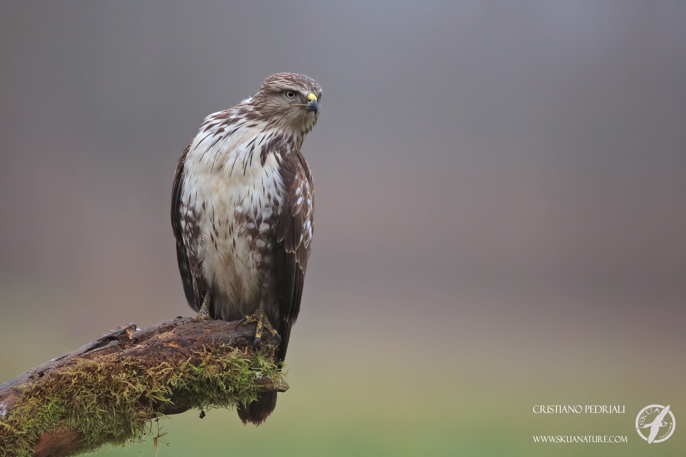 I thought I saw ... (Buzzard)