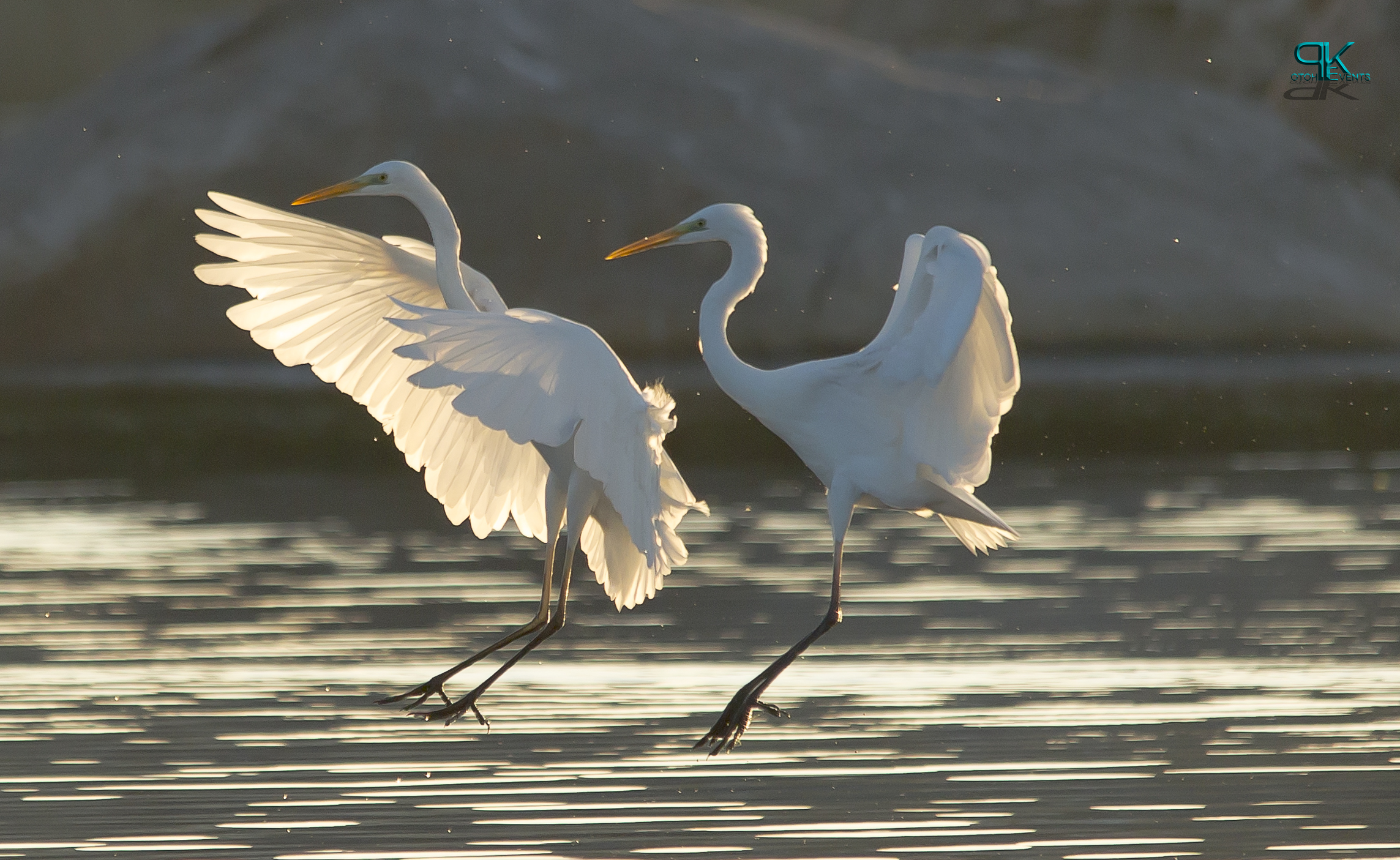 Atterraggio sincronizzato.......