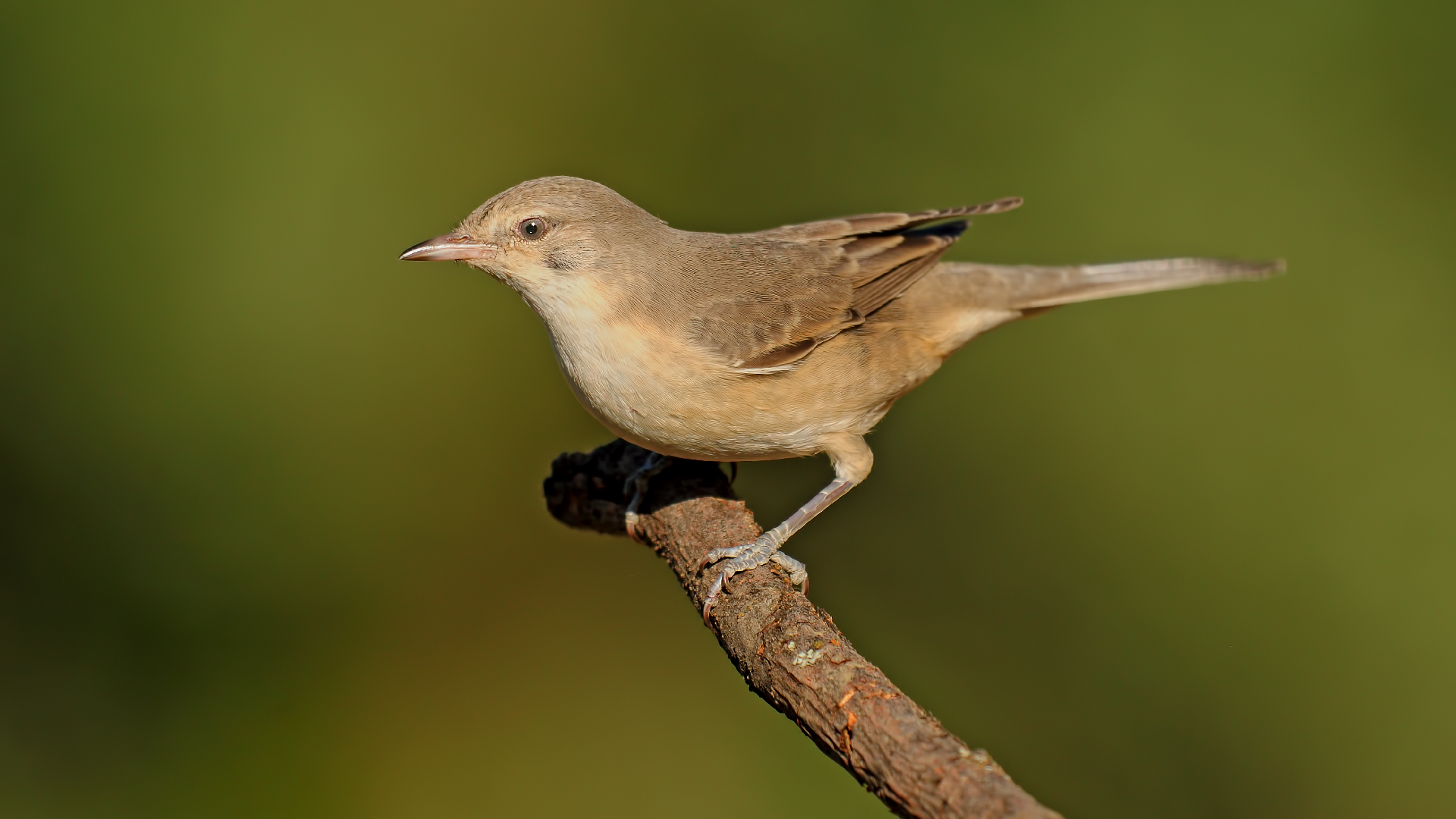 Sylvia nisoria » Barred Warbler