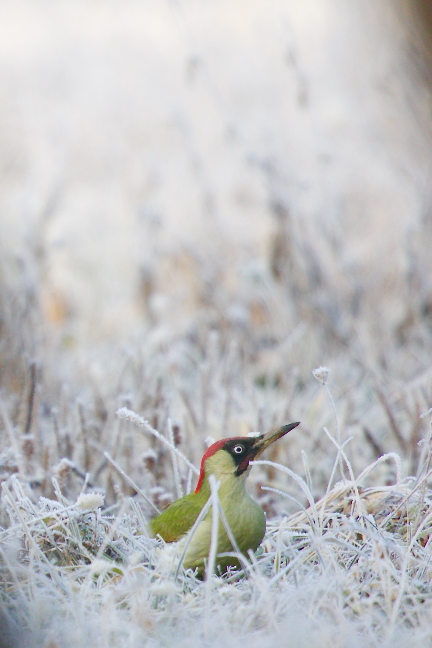 Frozen woodpecker
