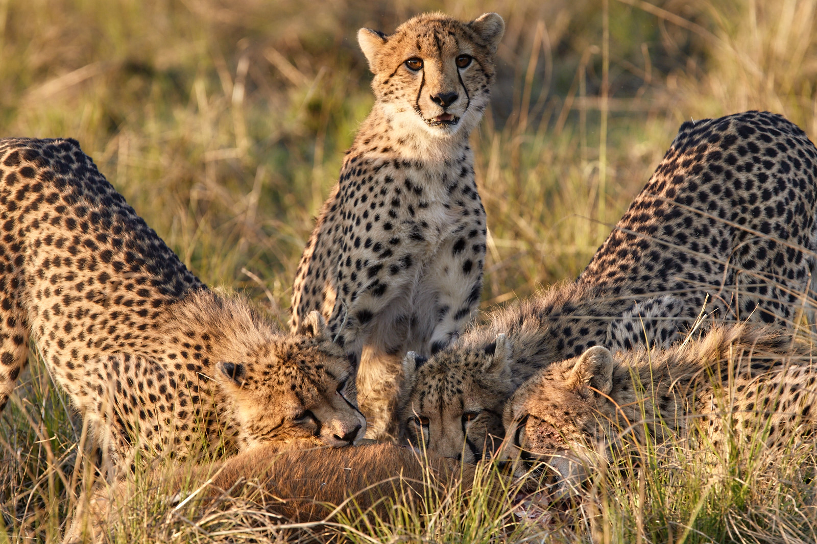 Cheetahs II