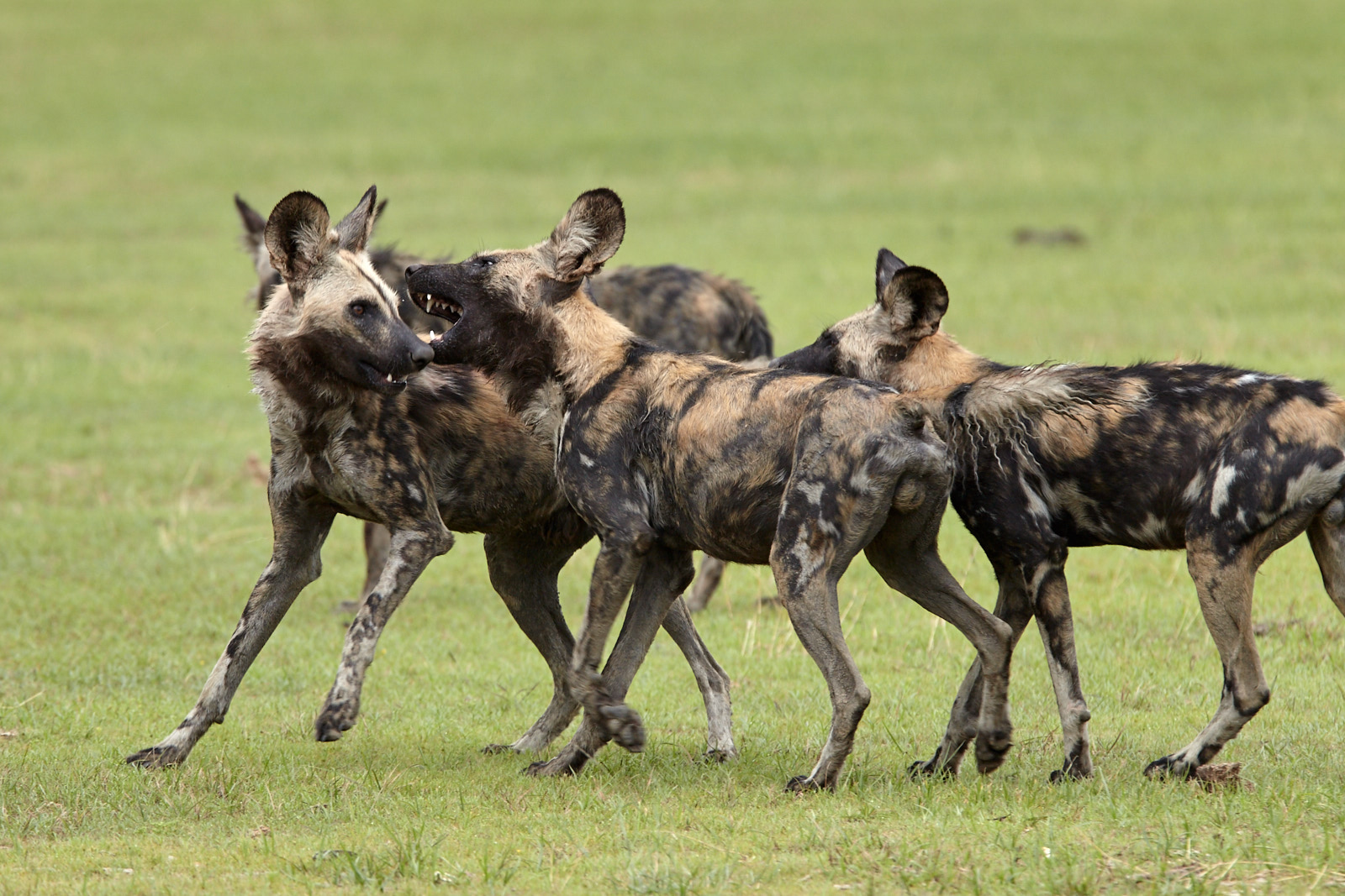African wild dogs