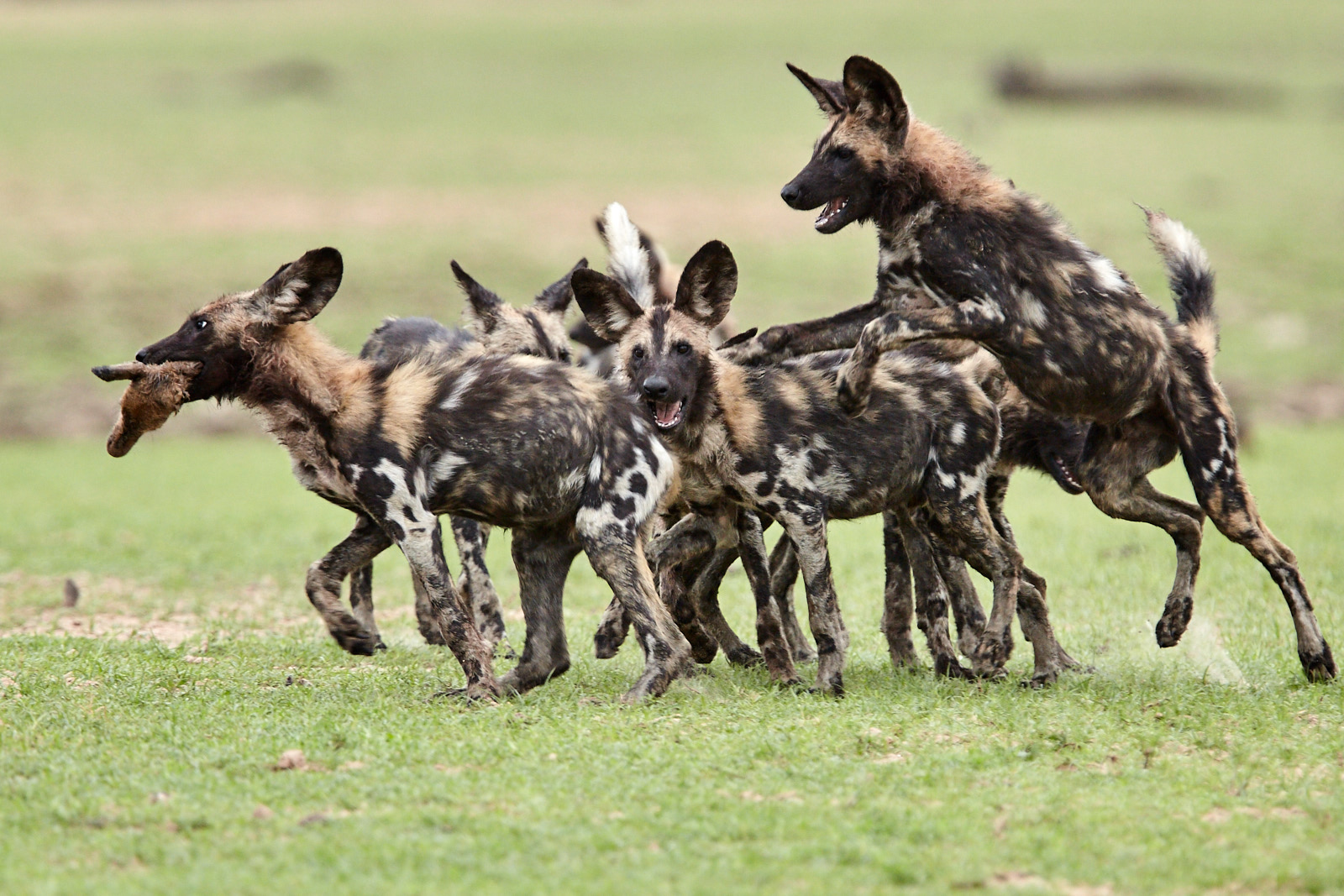 African wild dogs