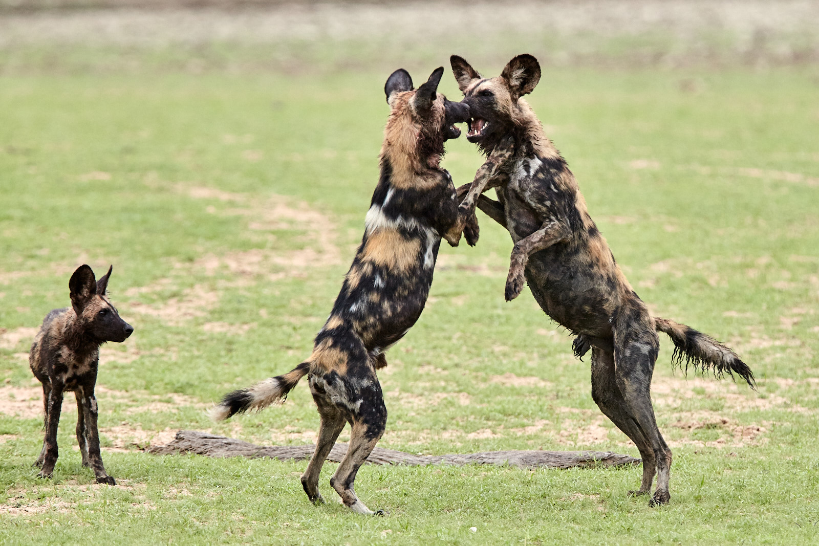 African wild dogs