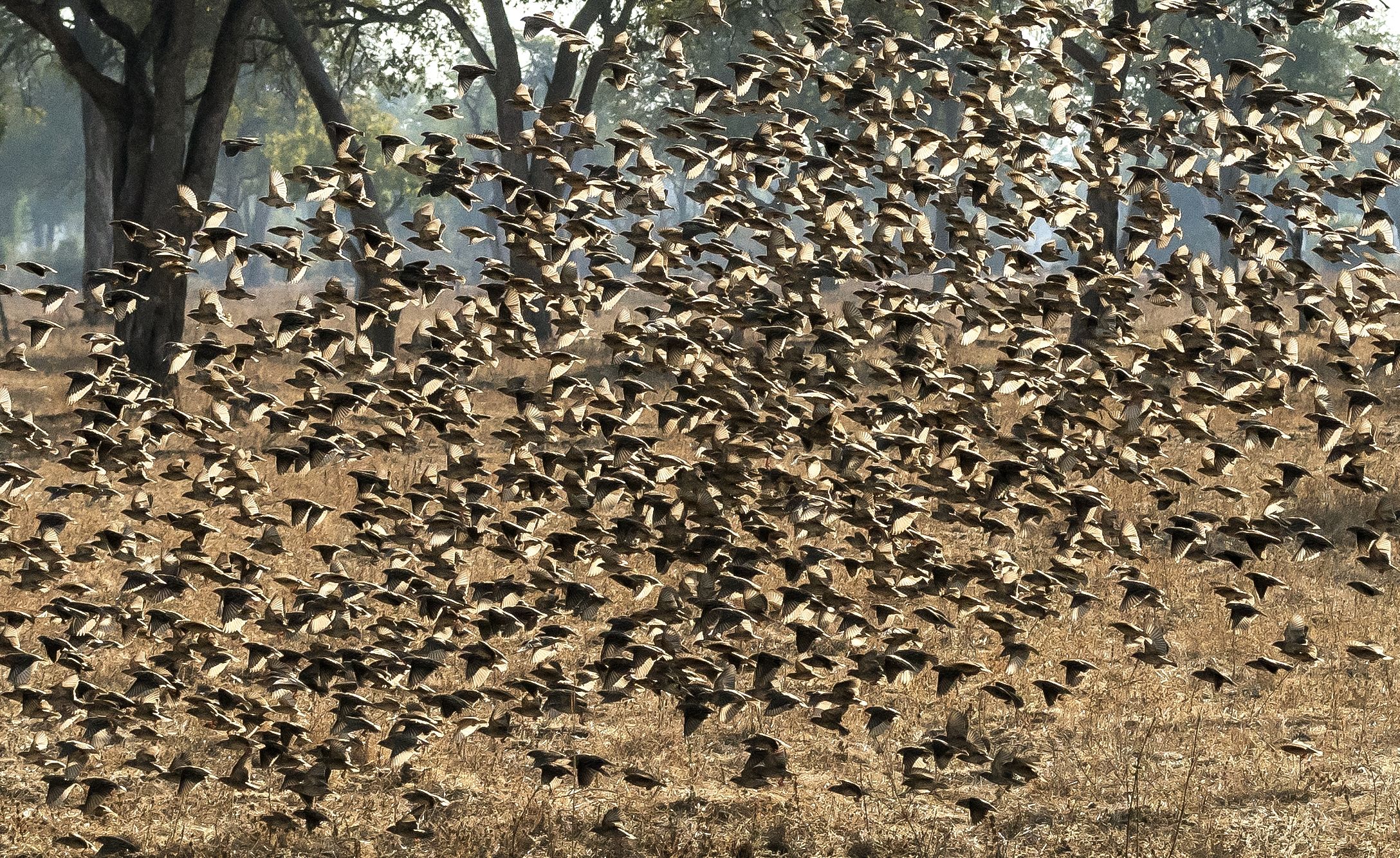 Zambia 2015 - Nuvola