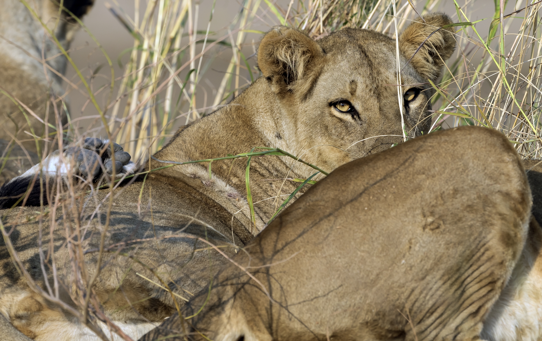 Zambia 2015 - Leonessa