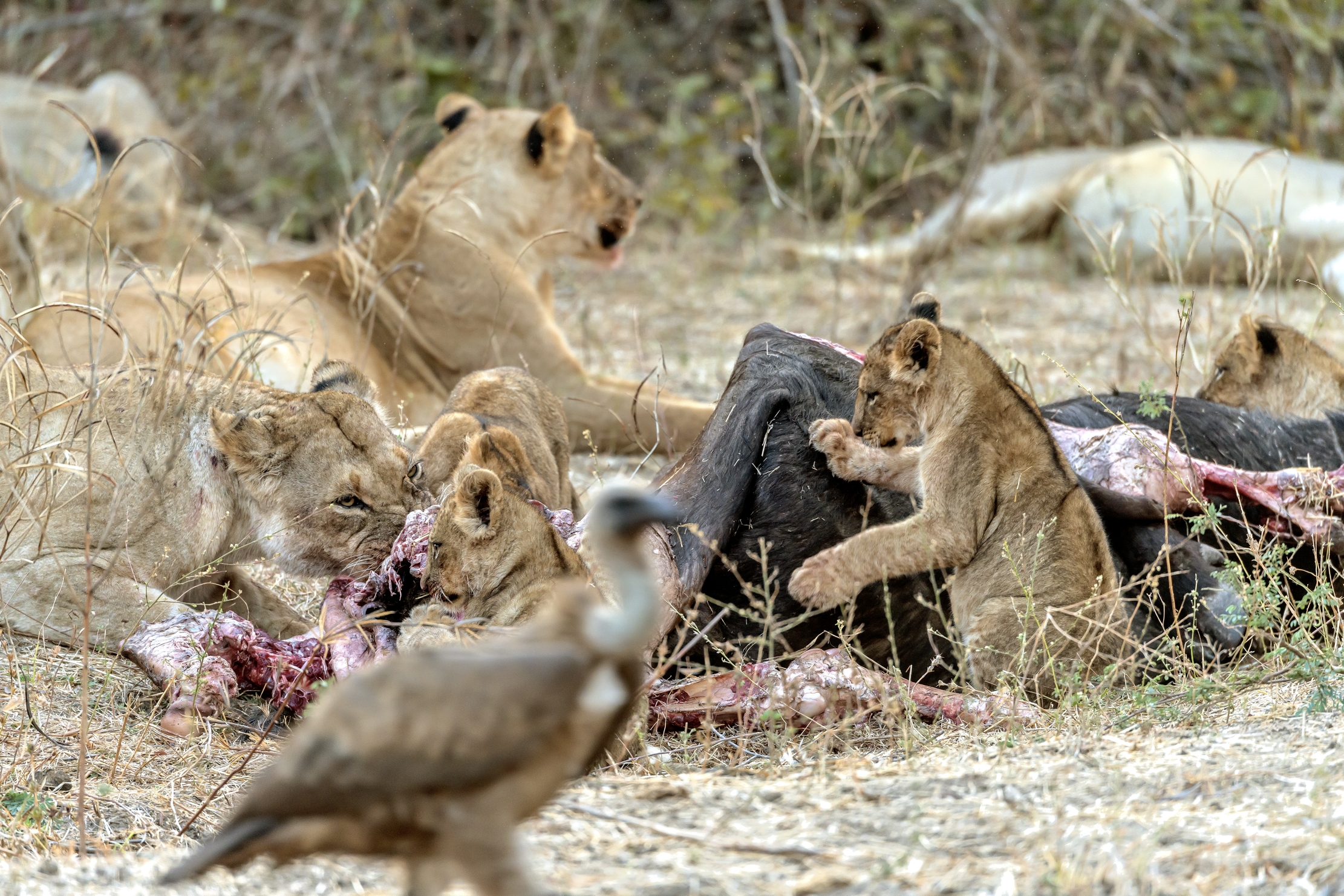Zambia 2015 - Colazione