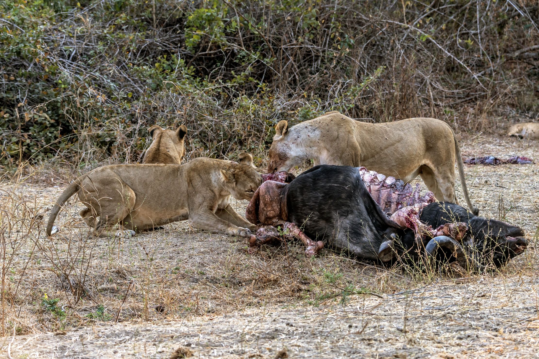Zambia 2015 - Colazione