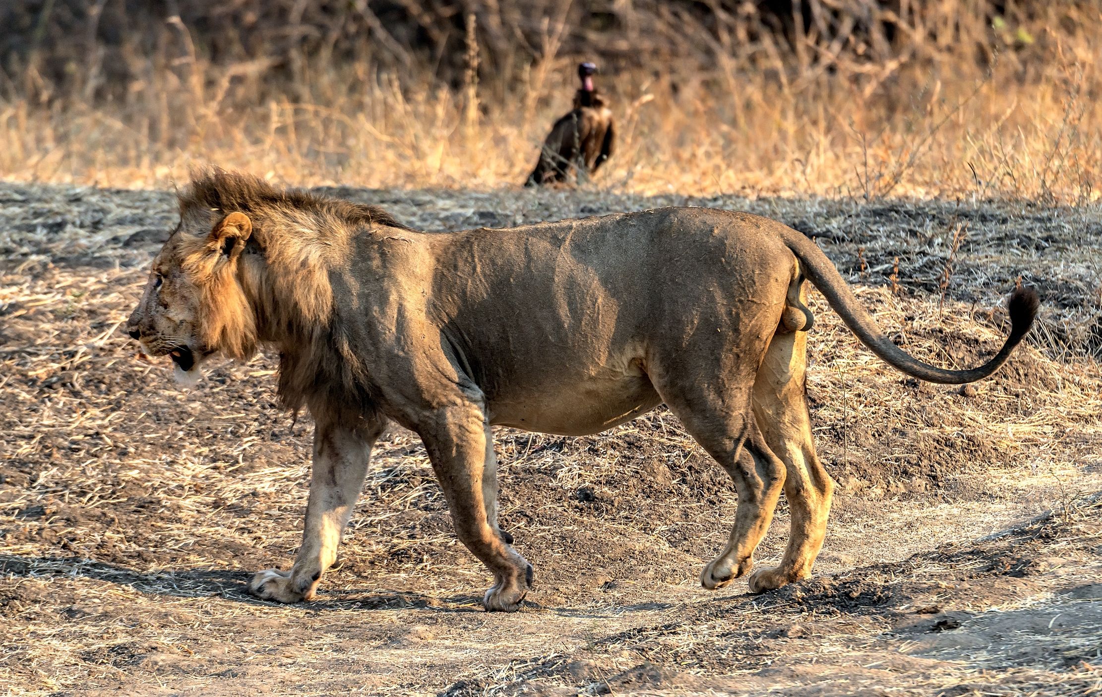 Zambia 2015 - allìalba